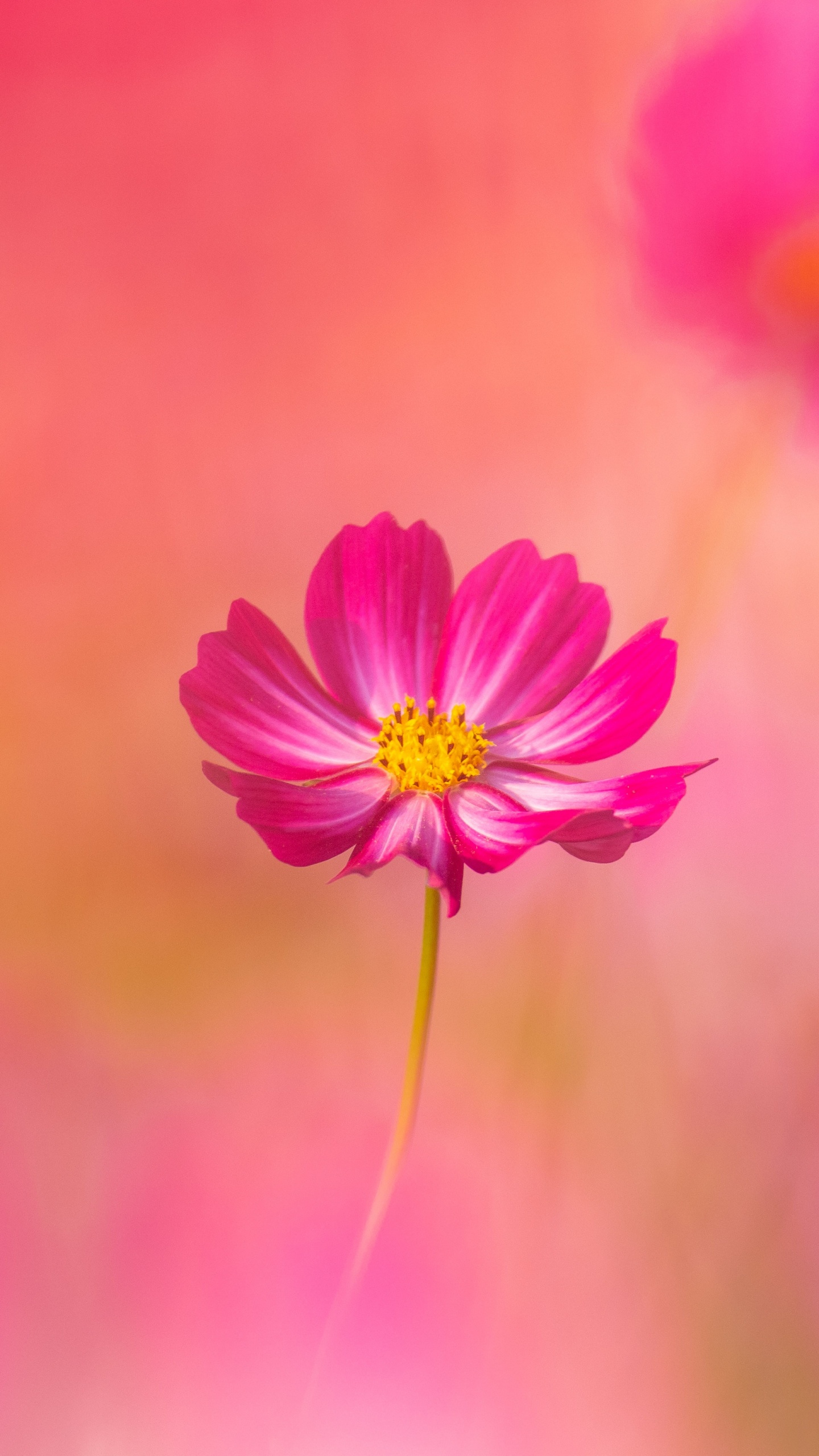 Cosmos flowers Wallpaper 4K, Pink