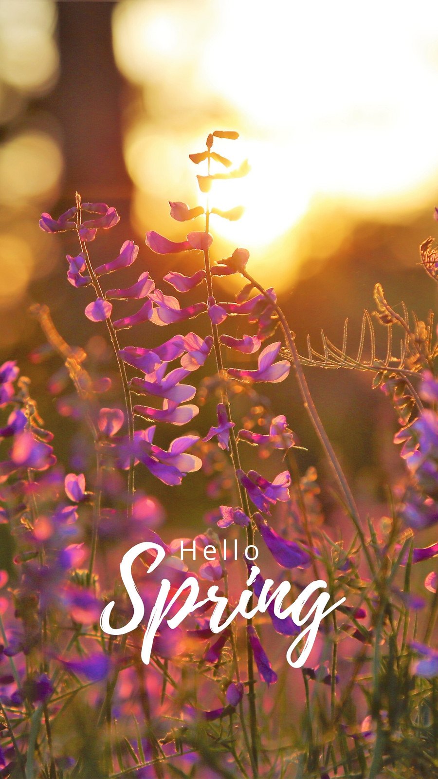 Spring Aesthetic Phone Wallpaper