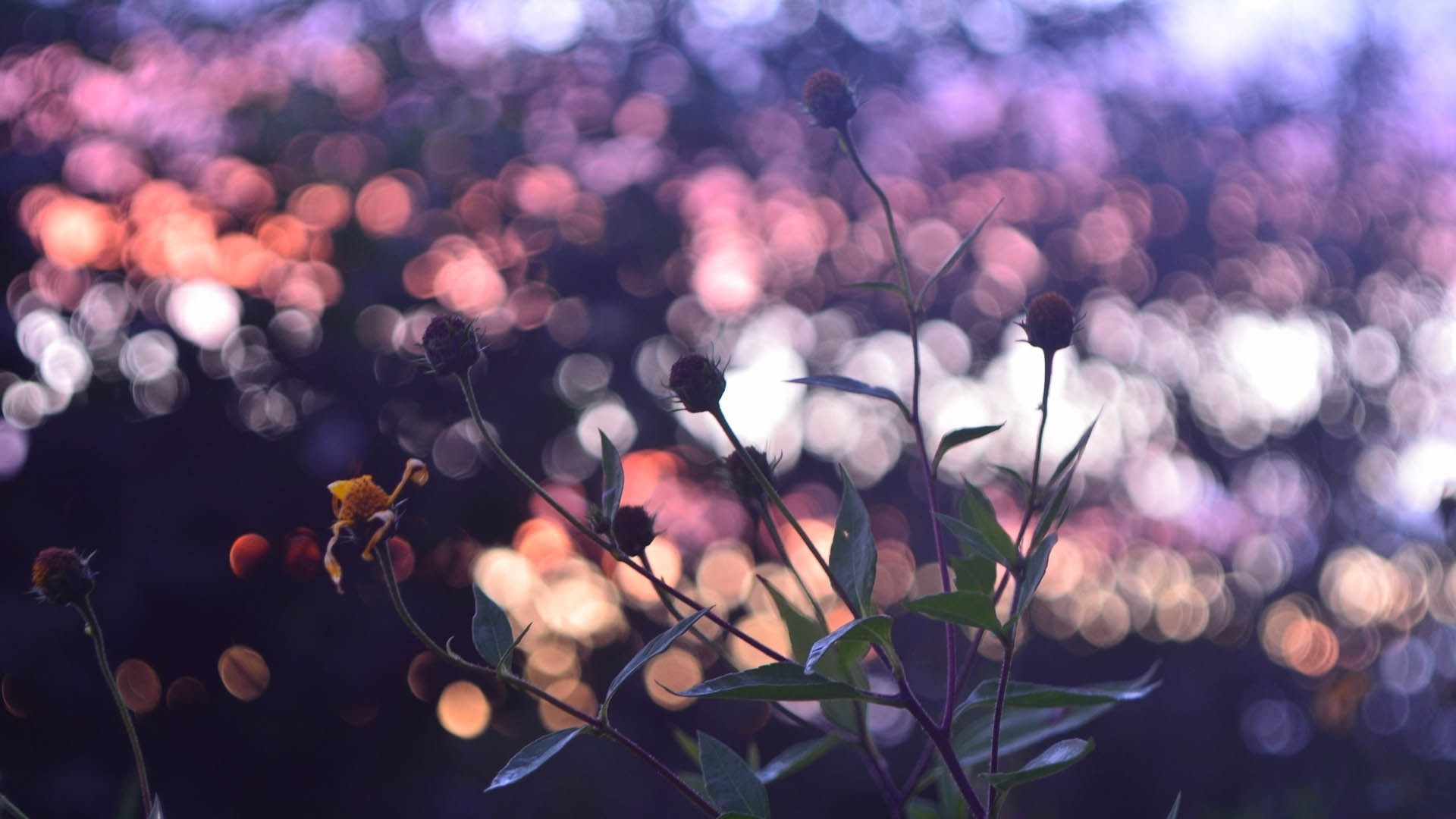 Best Aesthetic Flower Wallpaper