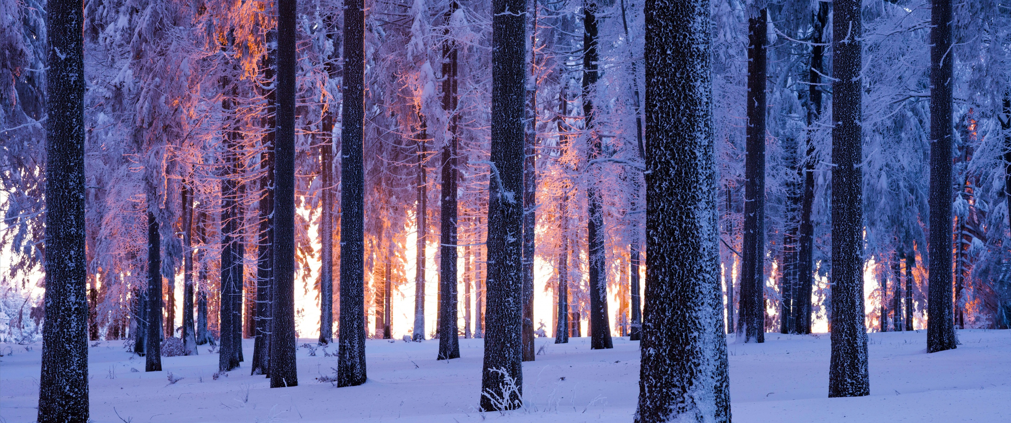 Forest Wallpaper 4K, Winter, Snowy
