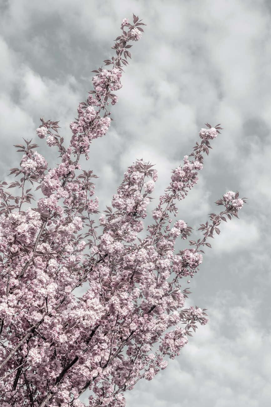 Cherry blossoms with sky view Wall