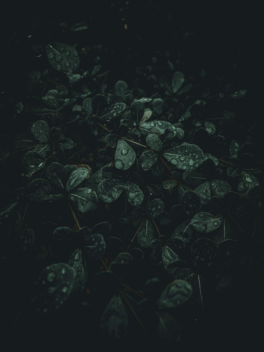 Army Green Picture. Download Free