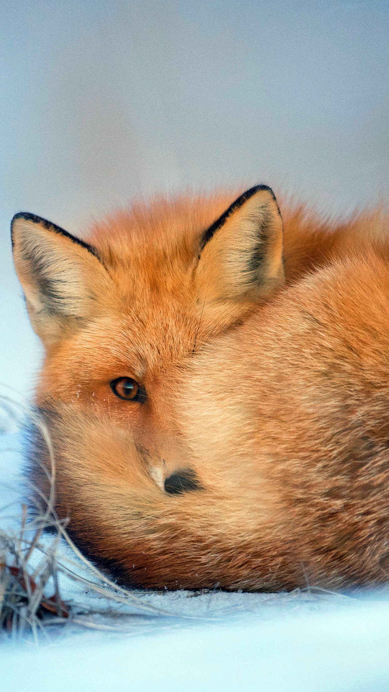 Fox Cold Winter Red Nature Animal