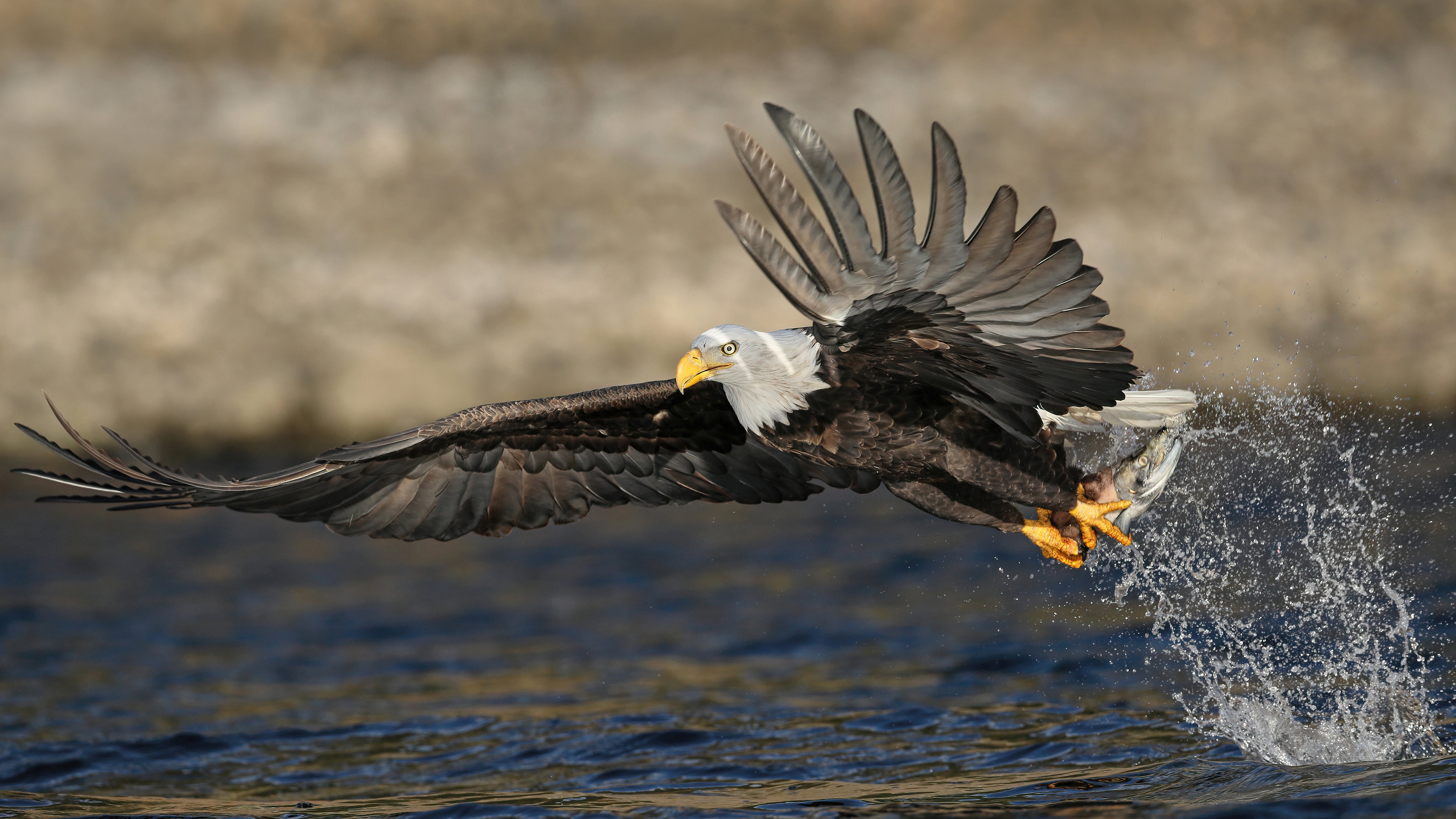 Animal Bald Eagle 4k Ultra HD Wallpaper