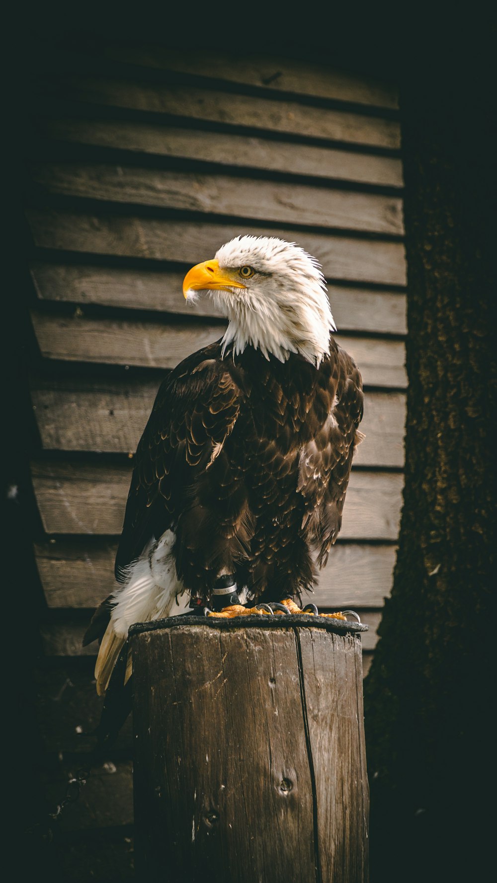 Eagle Wallpaper: Free HD Download