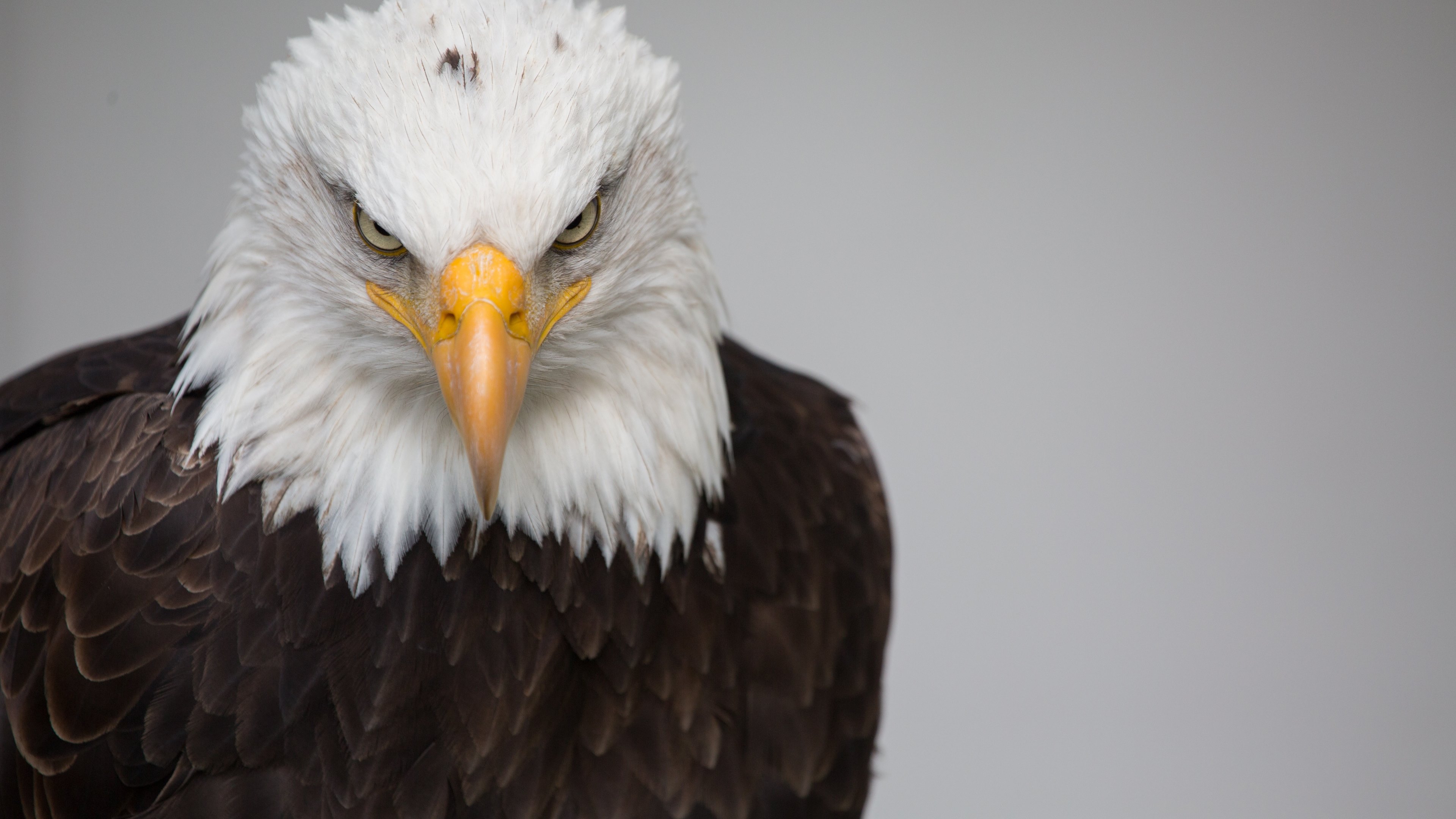 Animal Bald Eagle 4k Ultra HD Wallpaper