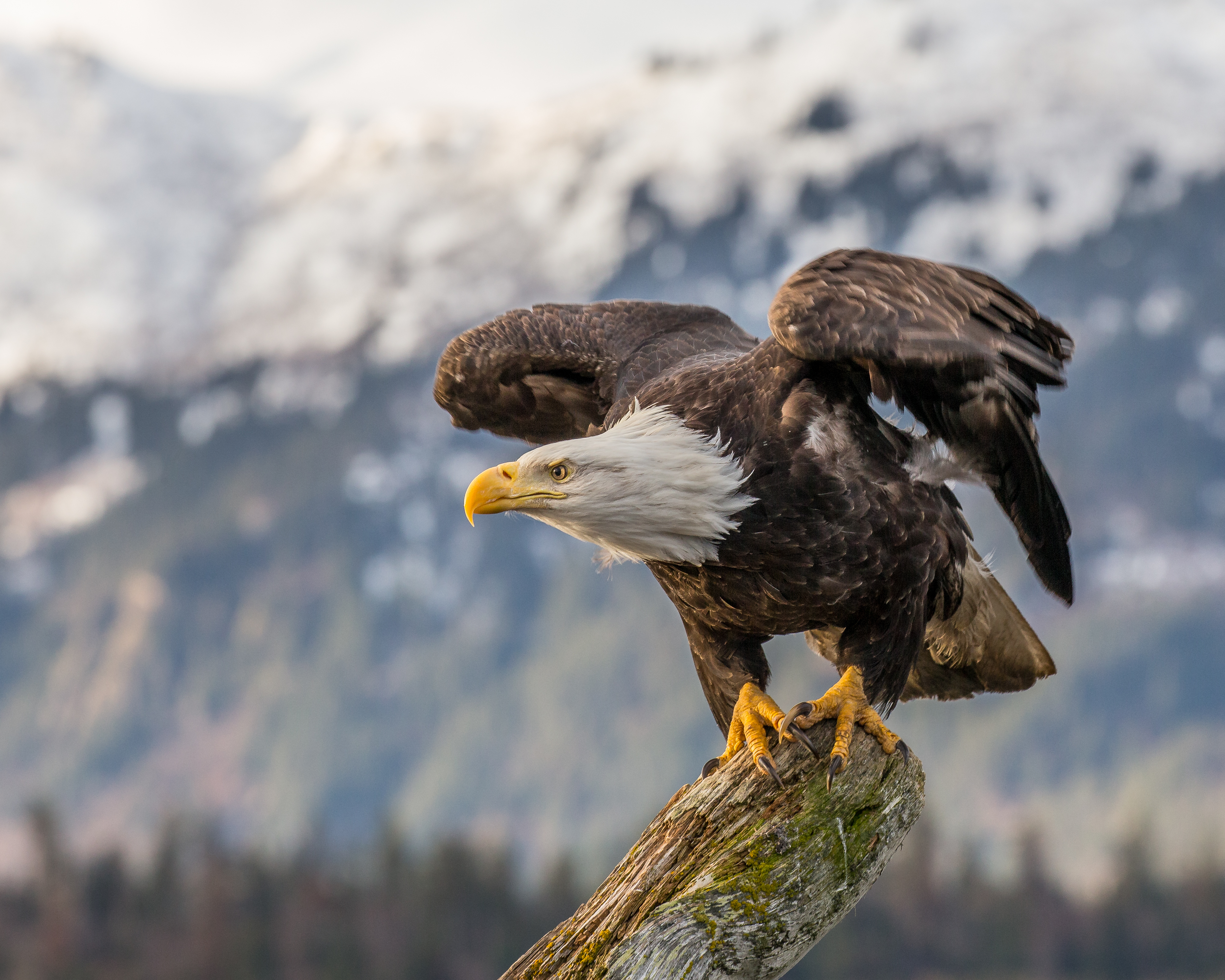 Animal Bald Eagle 4k Ultra HD Wallpaper