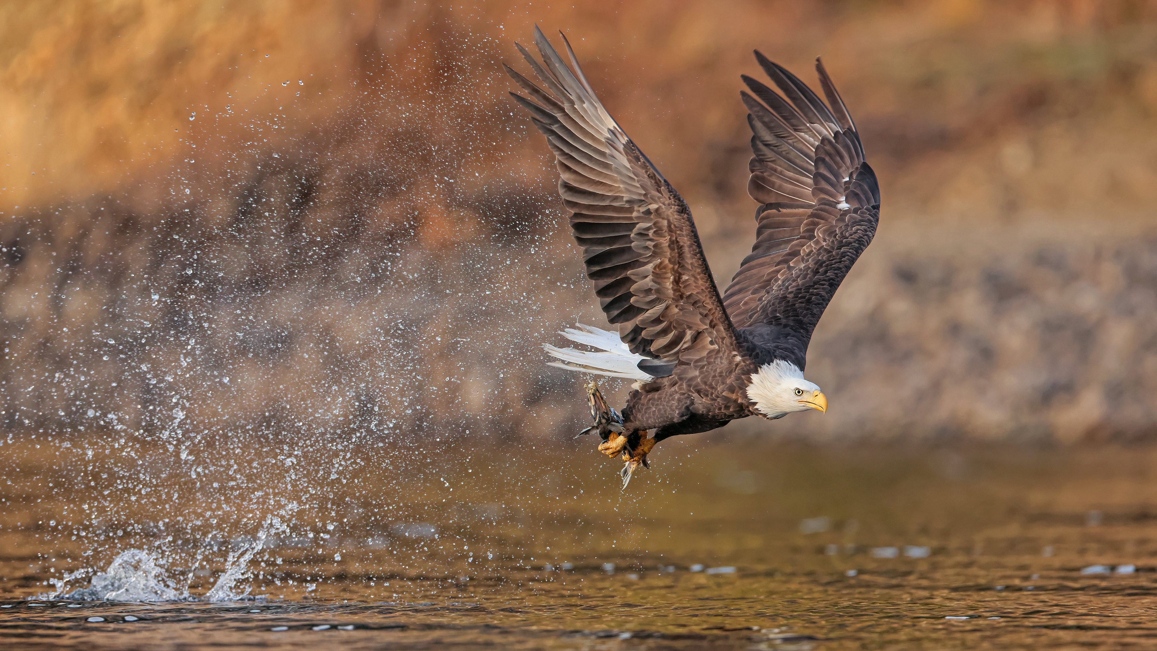Animal Bald Eagle 4k Ultra HD Wallpaper