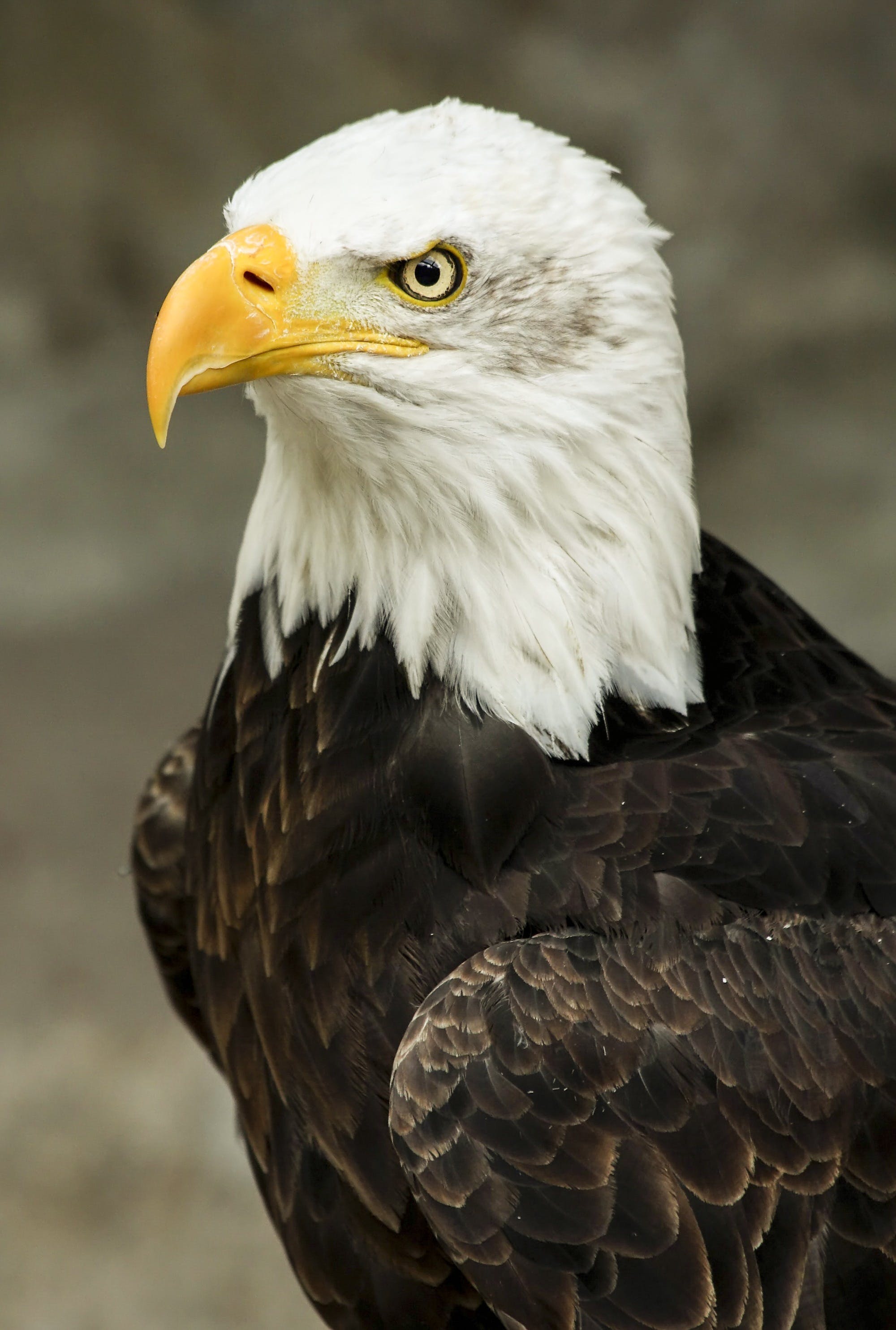 Brown American Eagle · Free