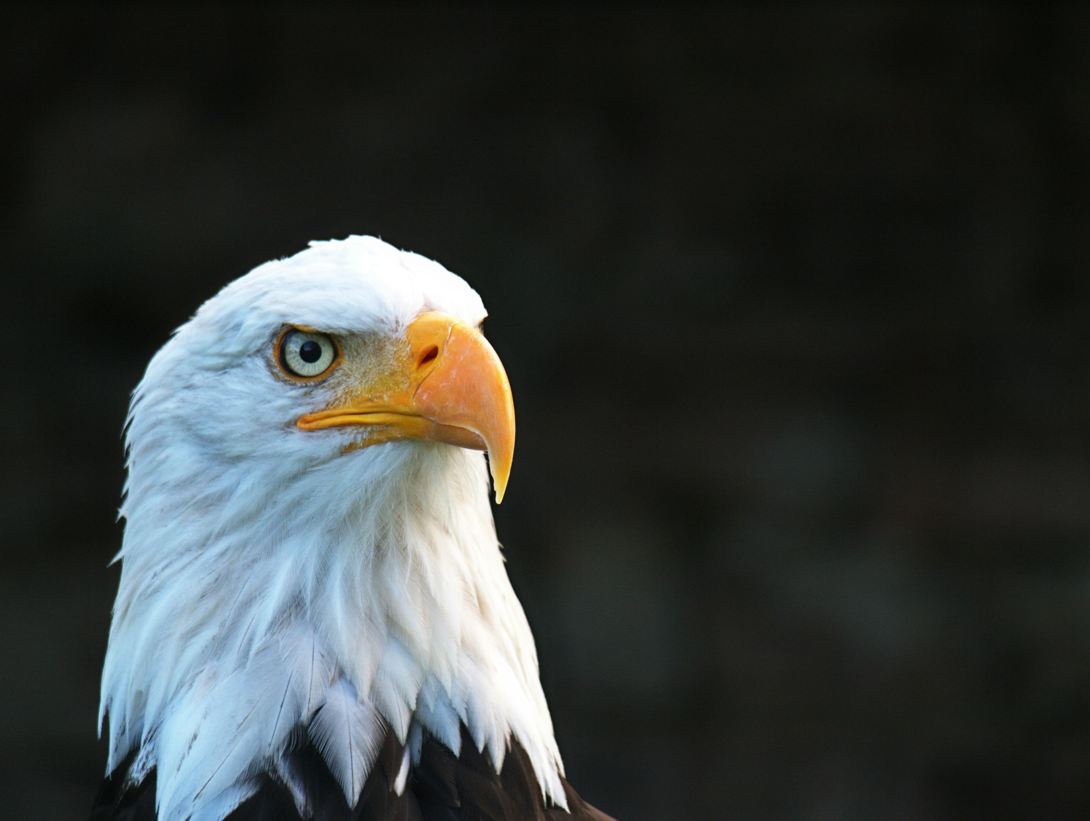 American Eagle Photo · Free