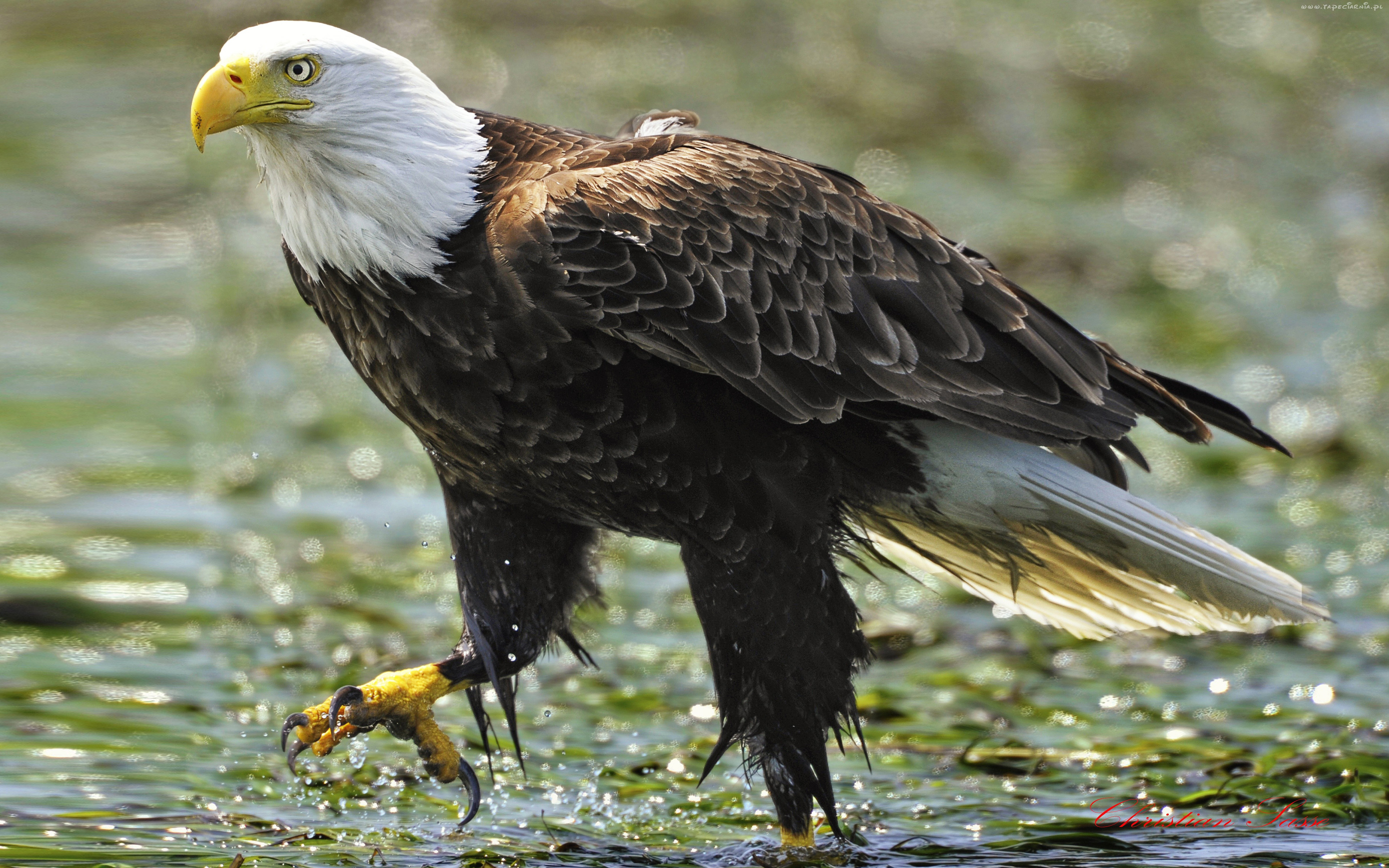 Animal Bald Eagle 4k Ultra HD Wallpaper