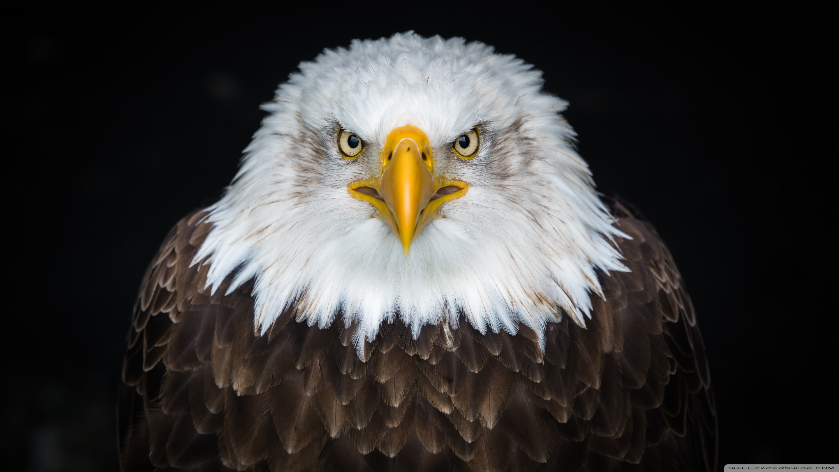 American Bald Eagle Ultra HD Desktop