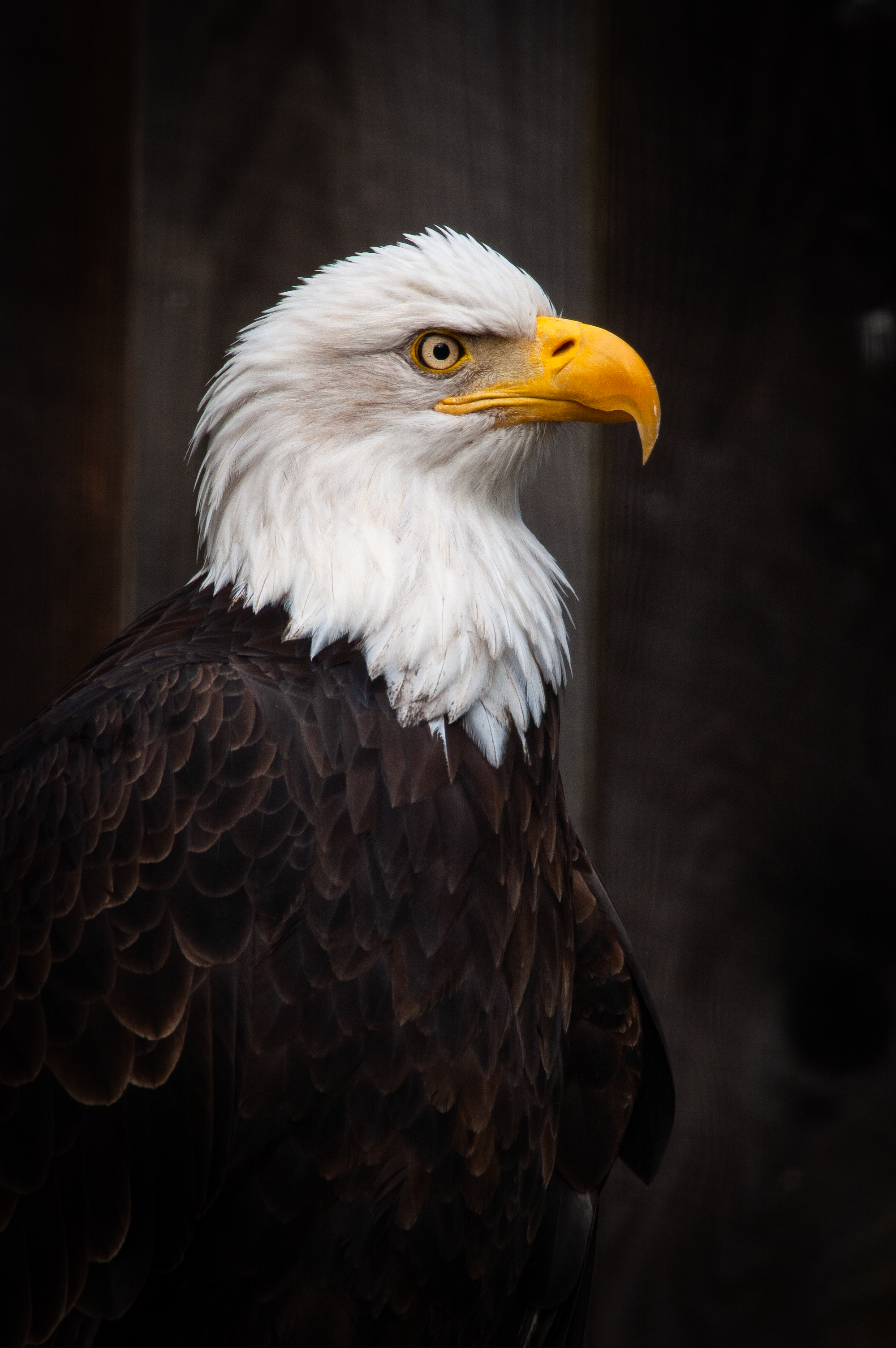 Download Eagle wallpaper for mobile