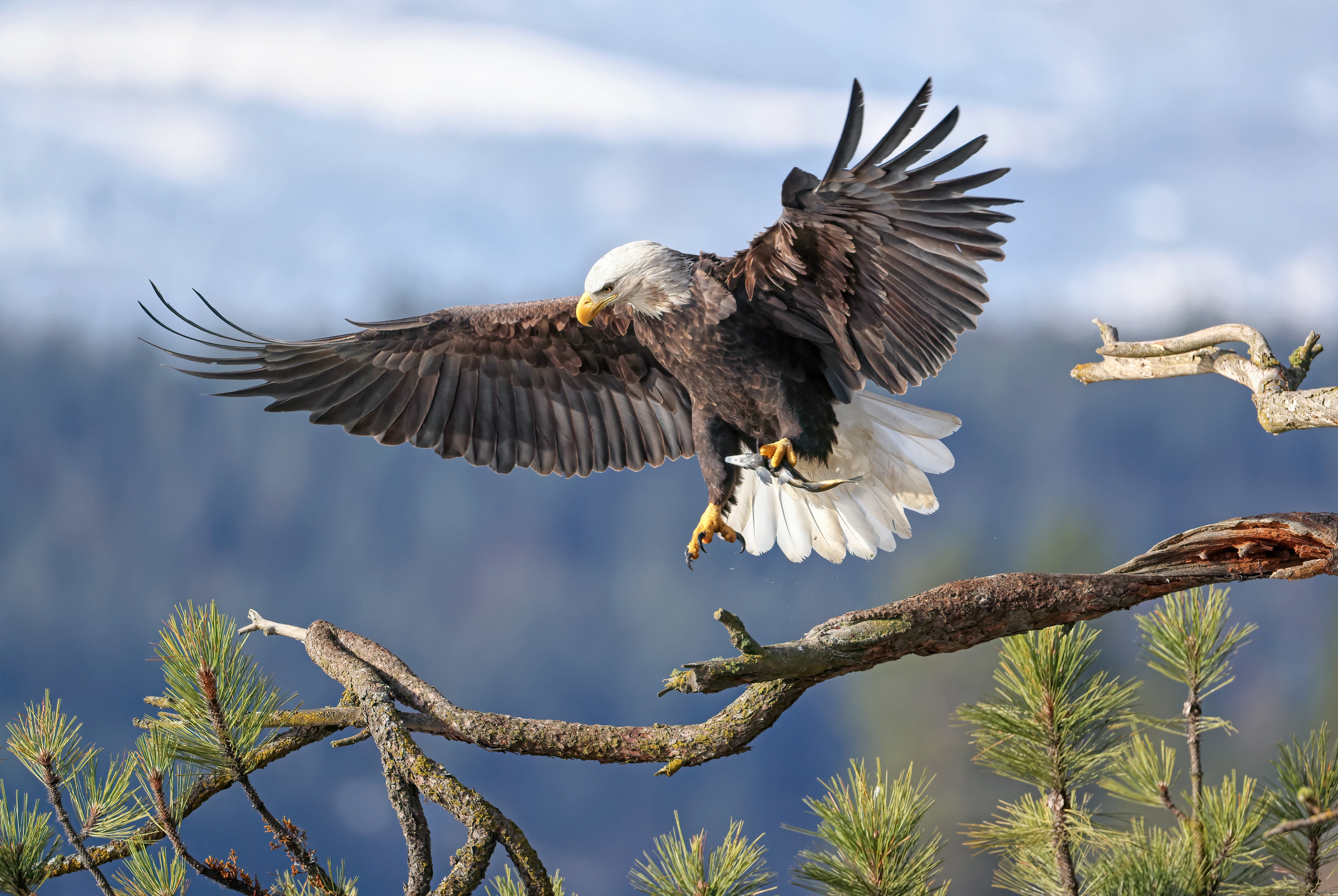 Prey Bird Animal Bald Eagle 4k