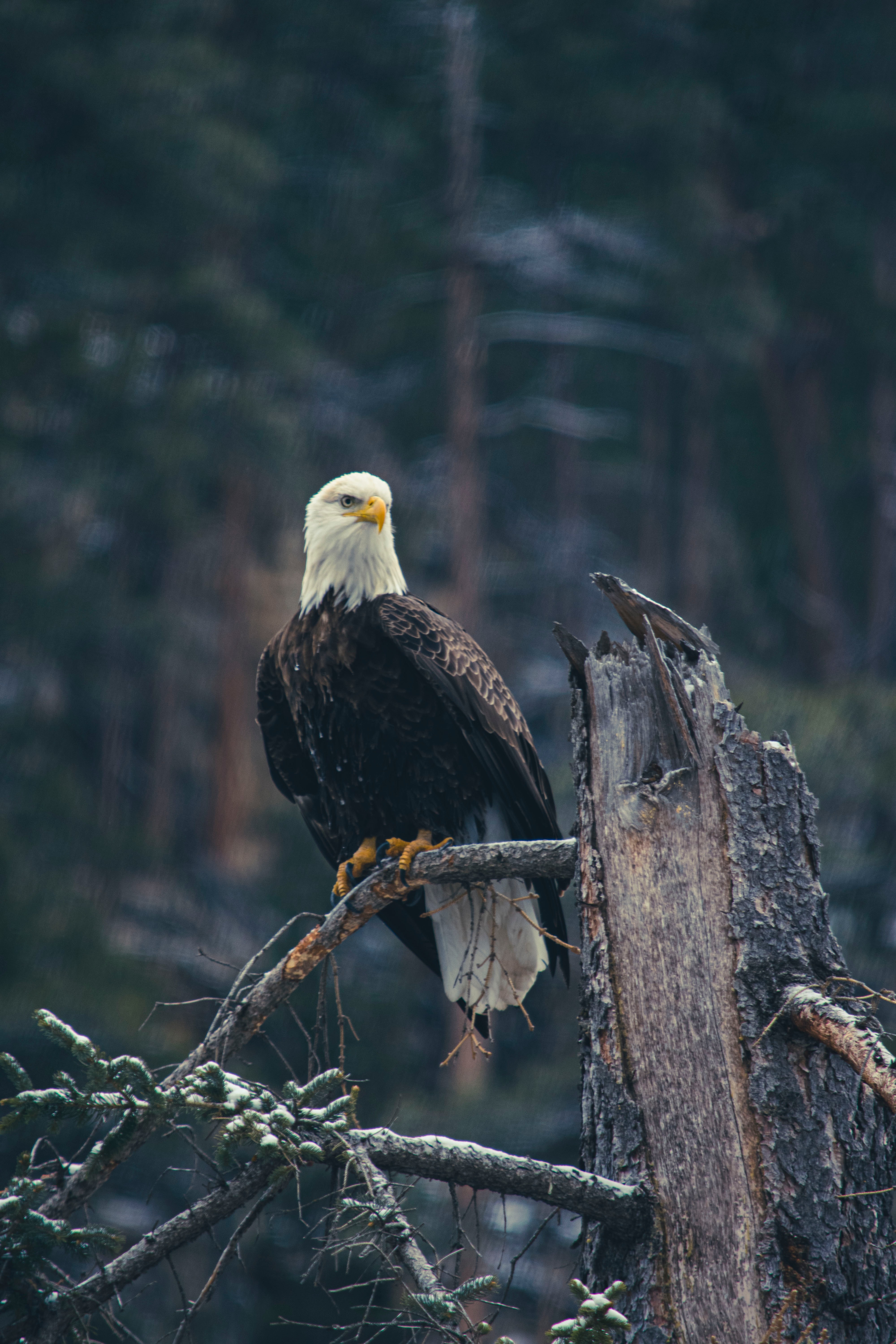 Download Bald Eagle wallpaper