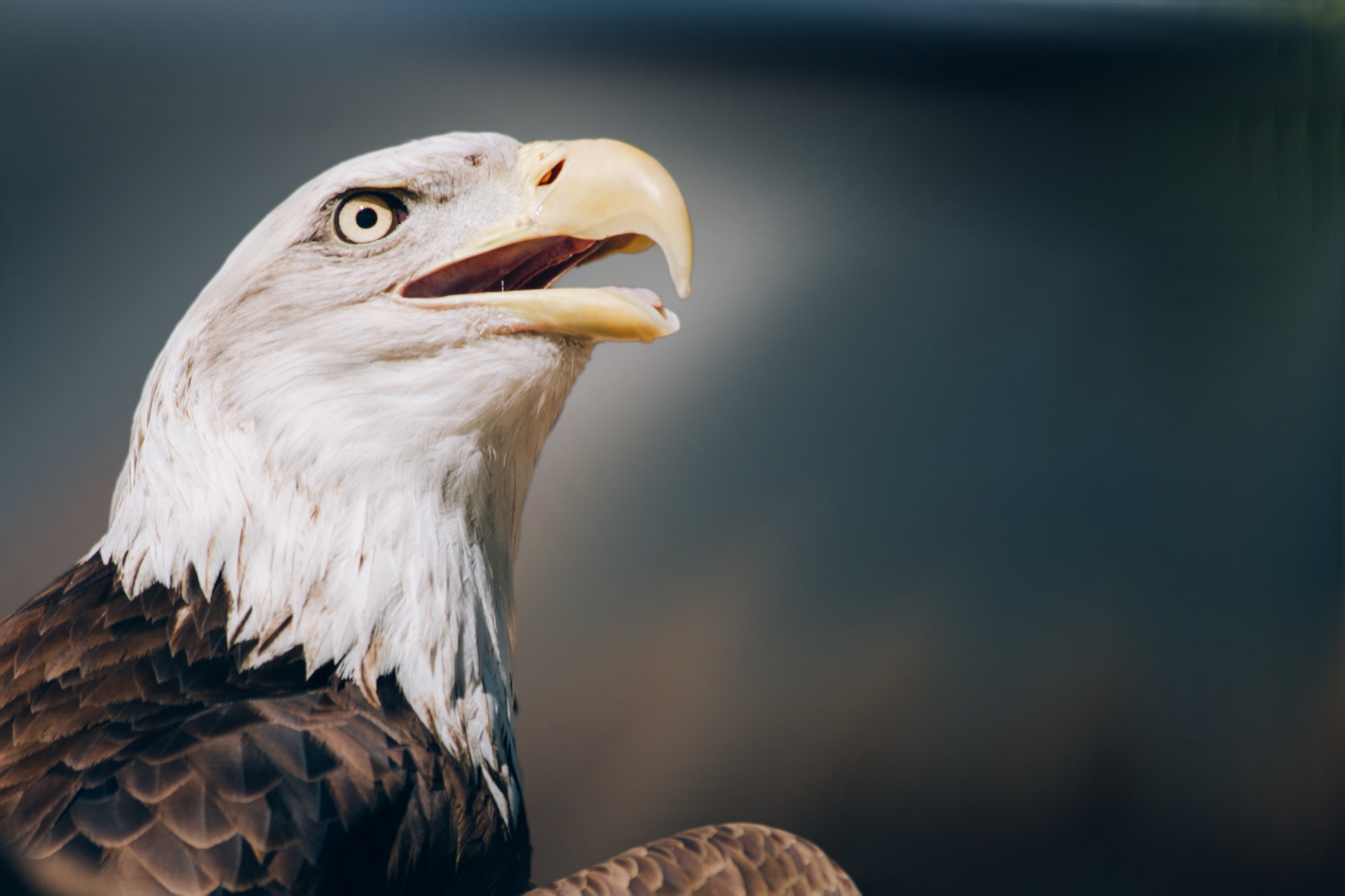 Bald Eagle Photo, Download The BEST