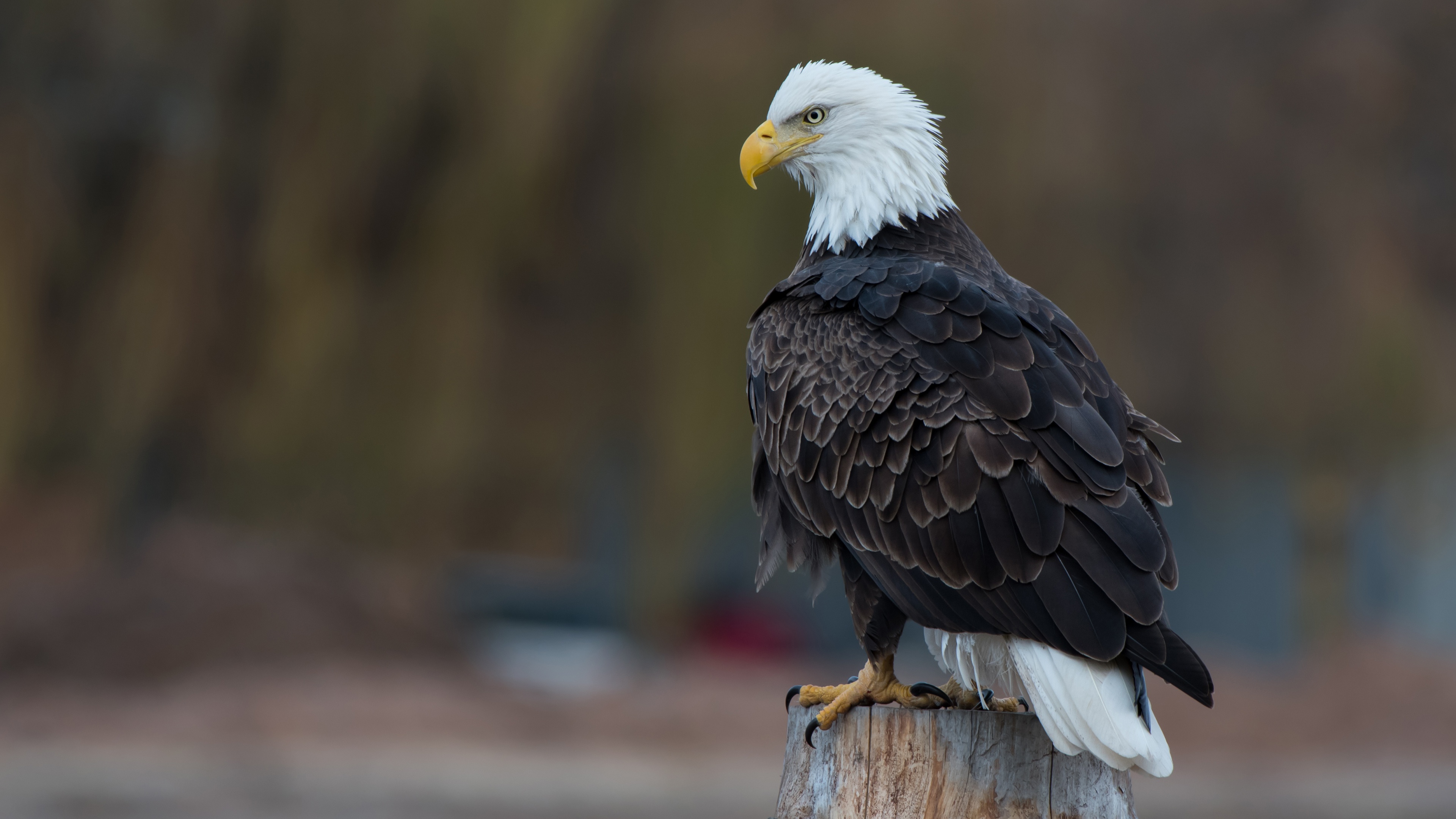 Animal Bald Eagle 4k Ultra HD Wallpaper