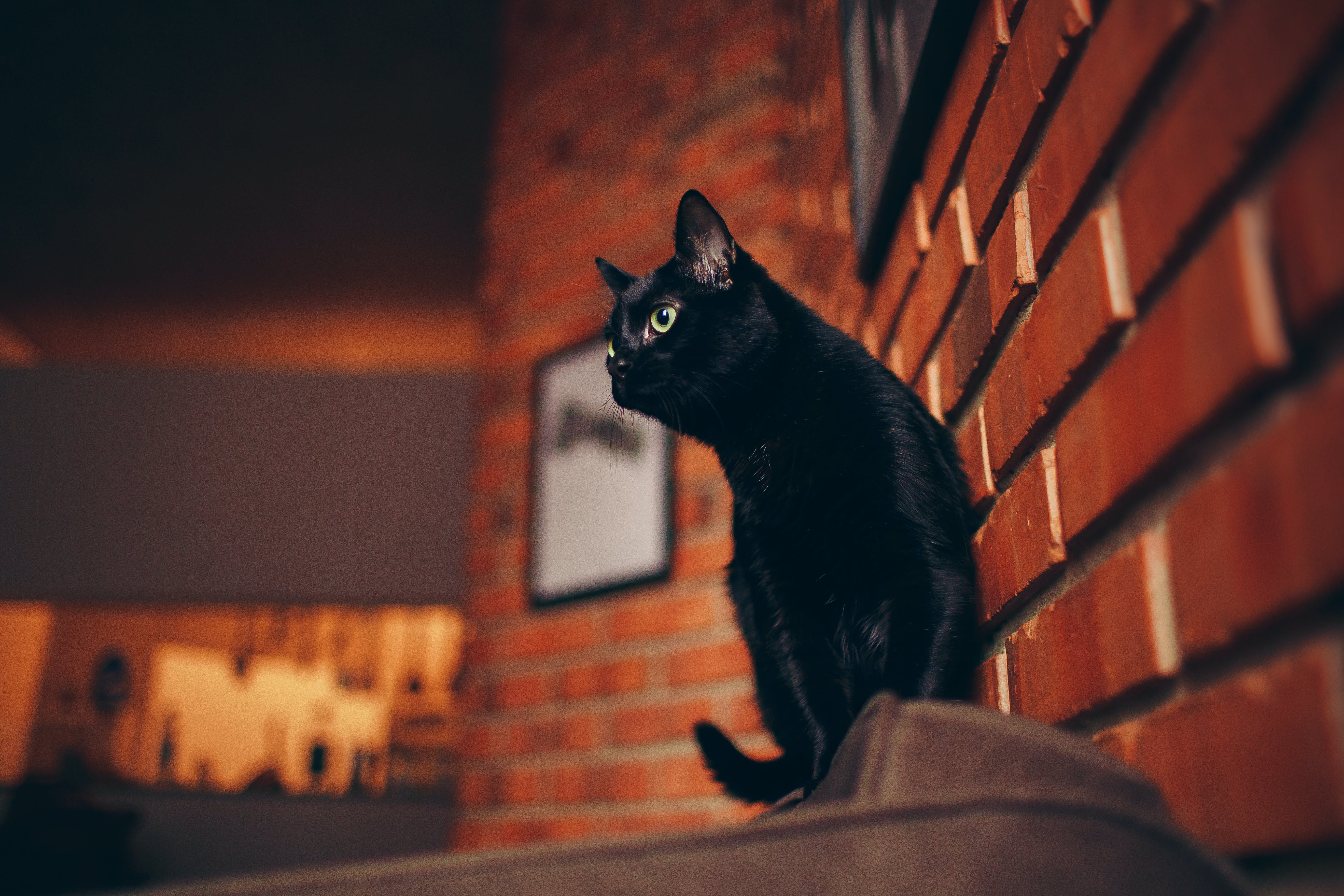 200,Best Black Cat Photo · 100