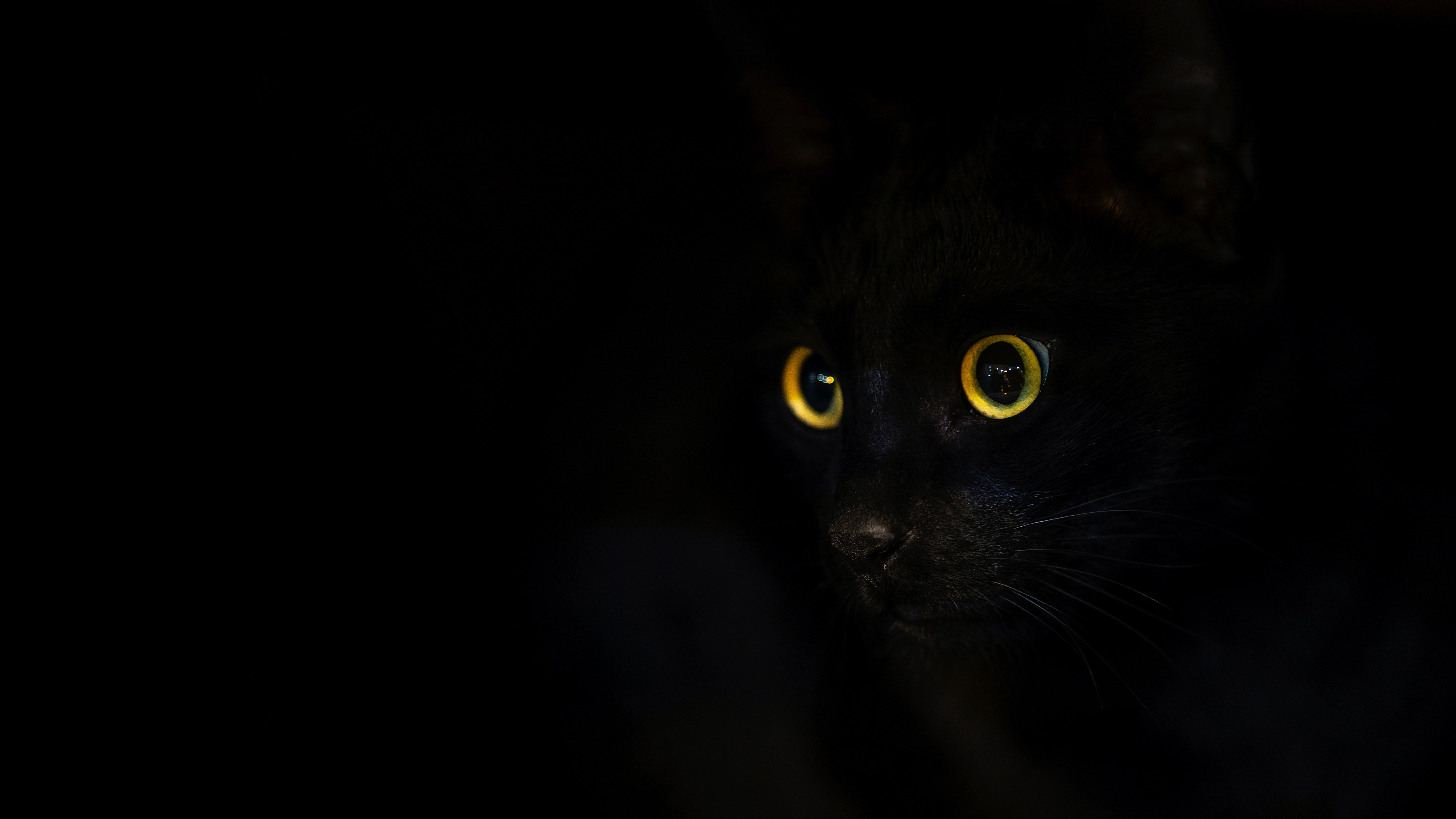 Animal Cat 4k Ultra HD Wallpaper