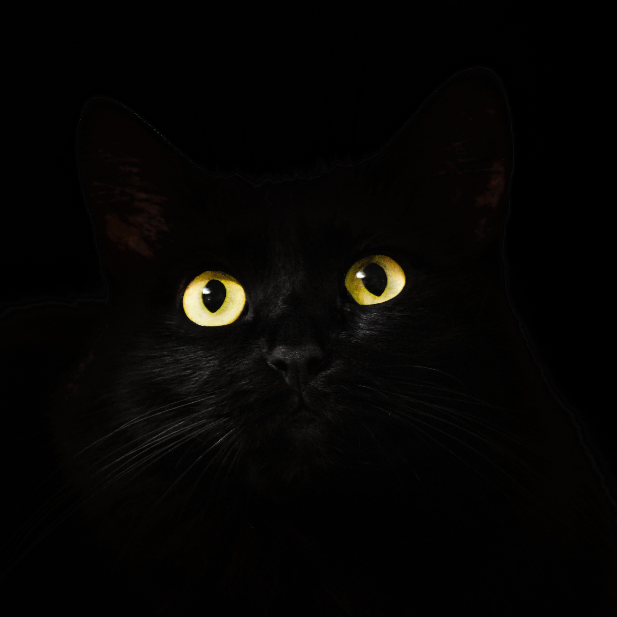 Black Cat Eyes Dark 5k iPad