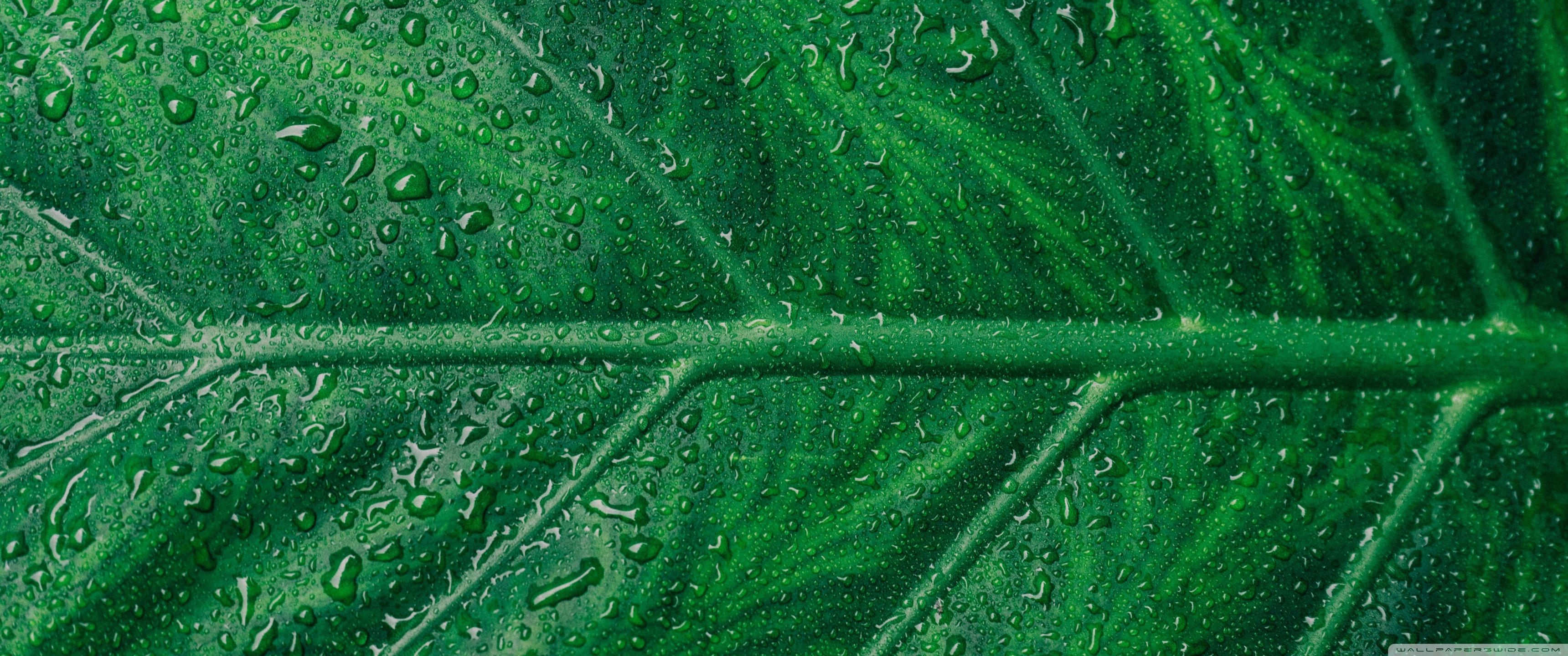 Green Leaf Aesthetic Ultra HD Desktop