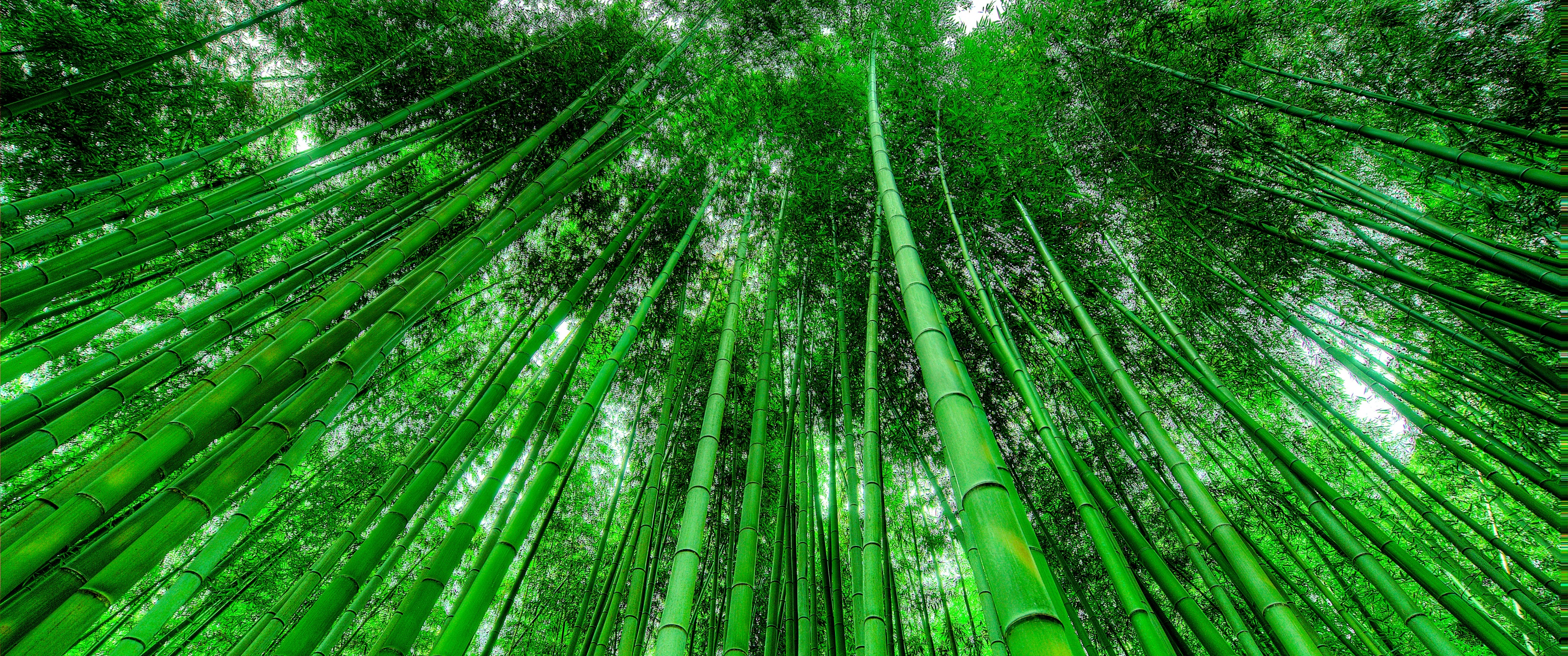 Bamboo Grove Wallpaper 4K, Green