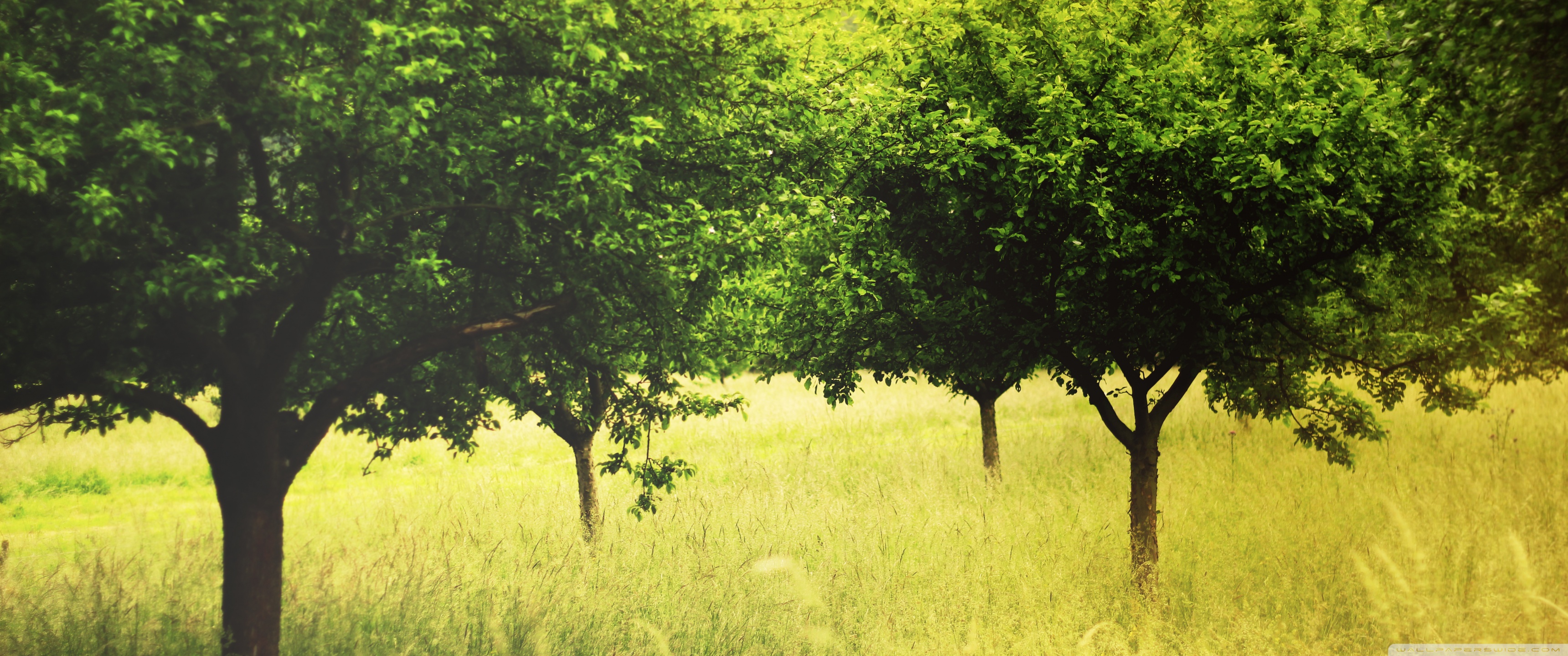 Ultra HD Desktop Background Wallpaper