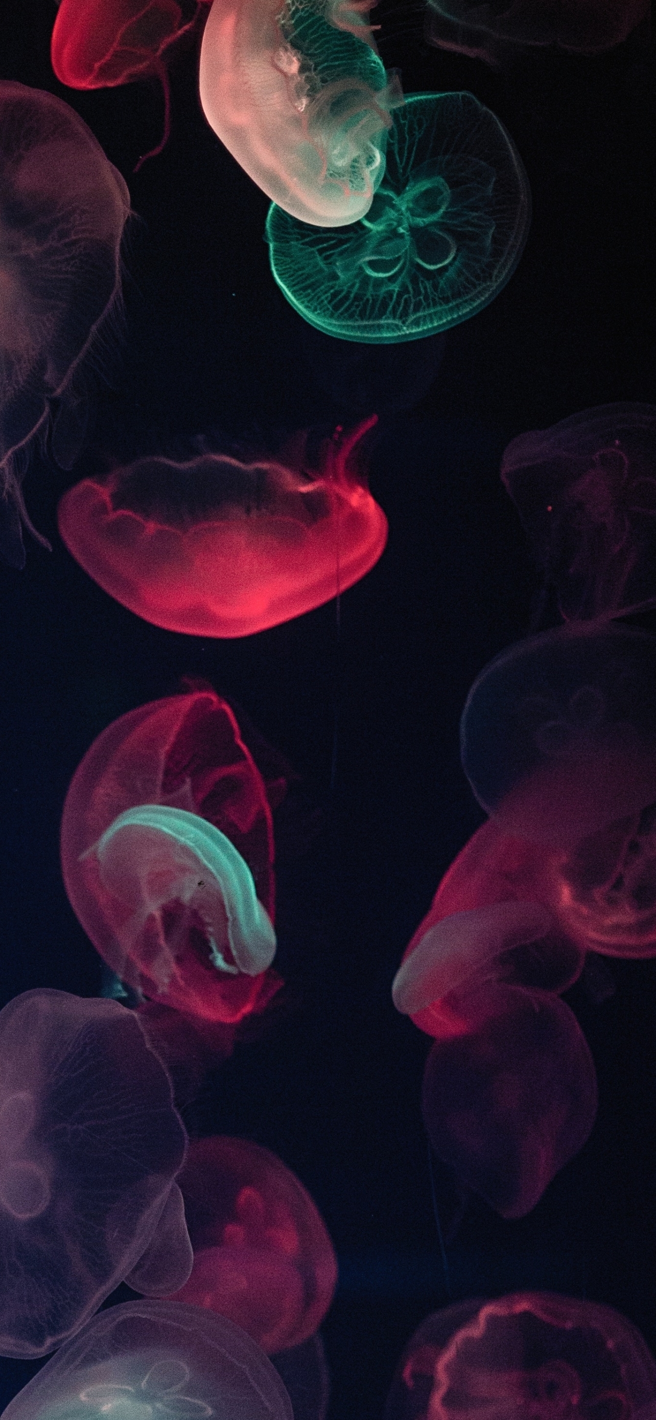 Jellyfish Phone Wallpaper