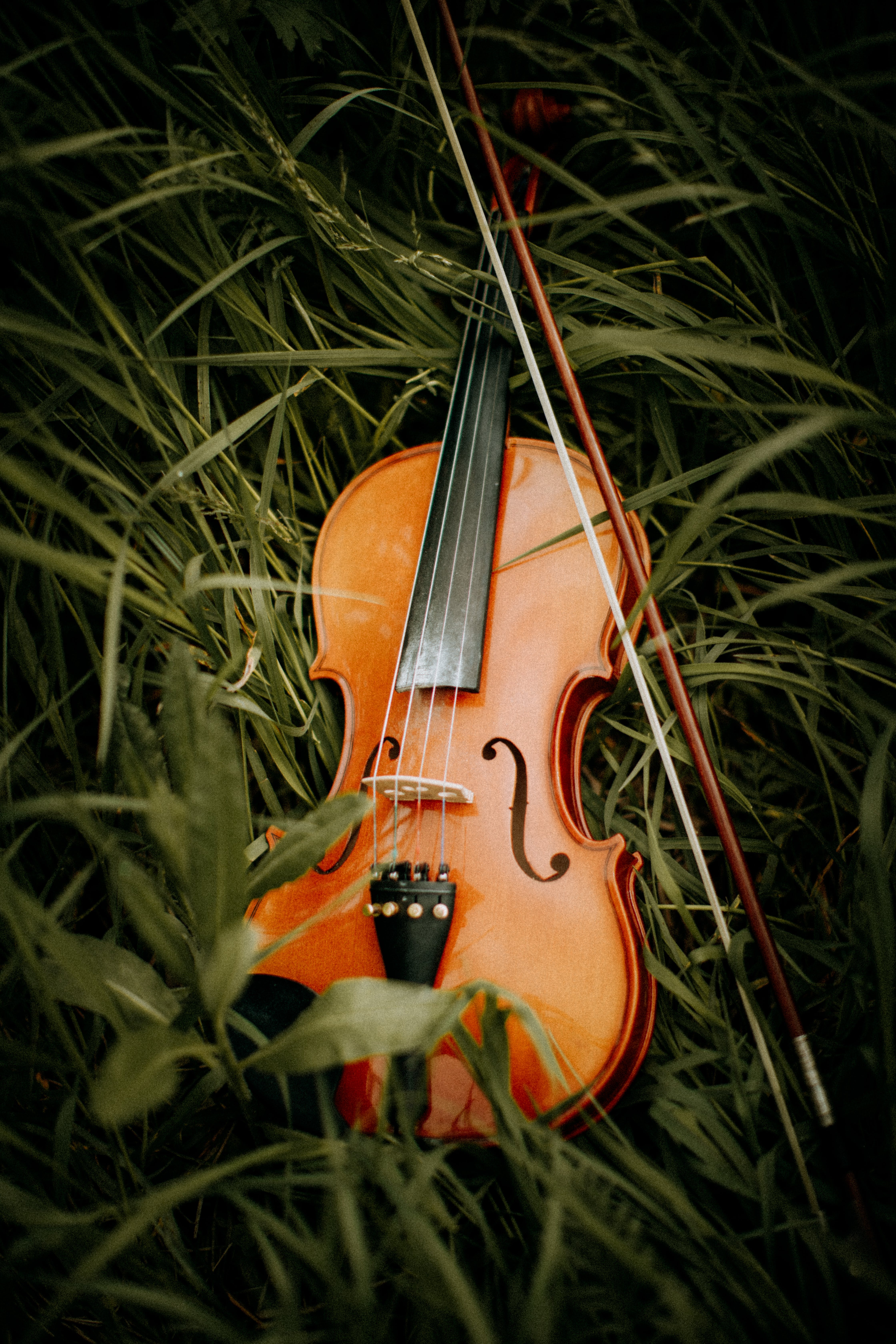 Violin on Grass · Free