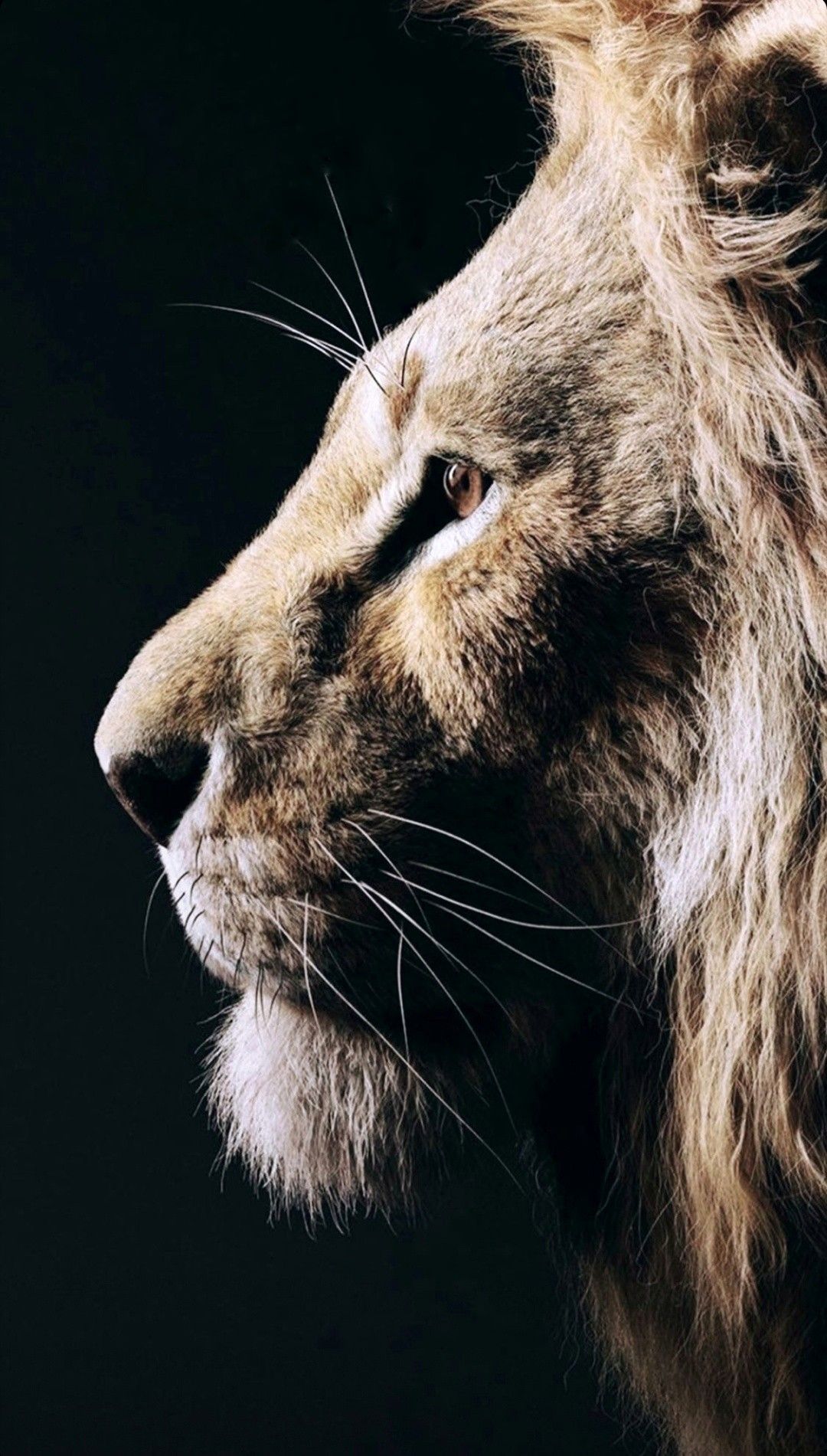 Lion wallpaper iphone, Lion wallpaper