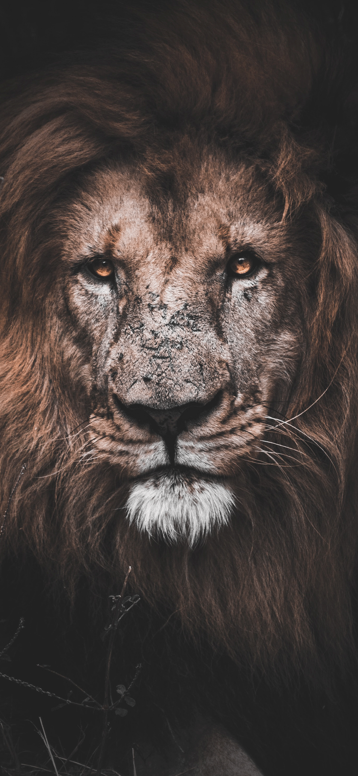 Lion Wallpaper for iPhone 11, Pro Max