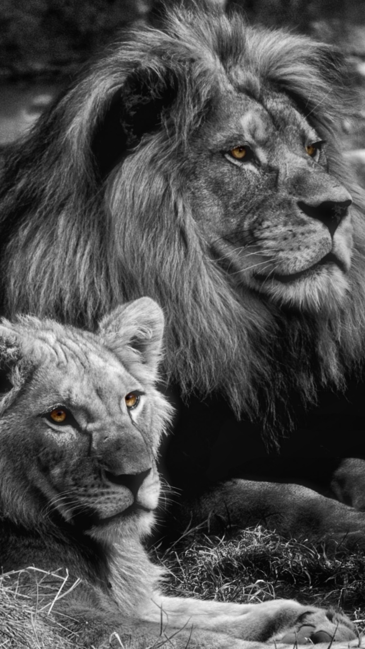Animal Lion, Black and White, Love, 750x1334 Phone HD Wallpaper