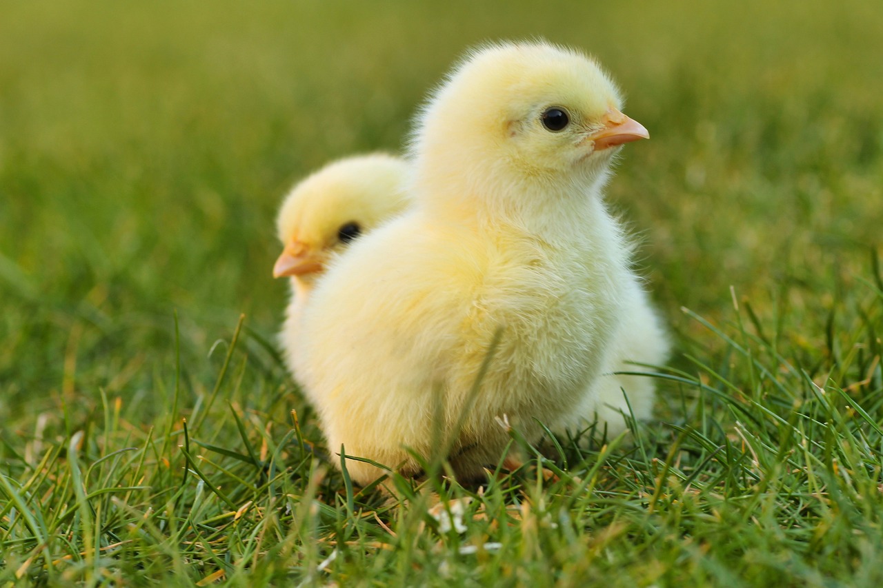 Free Yellow Chicks & Chick Image