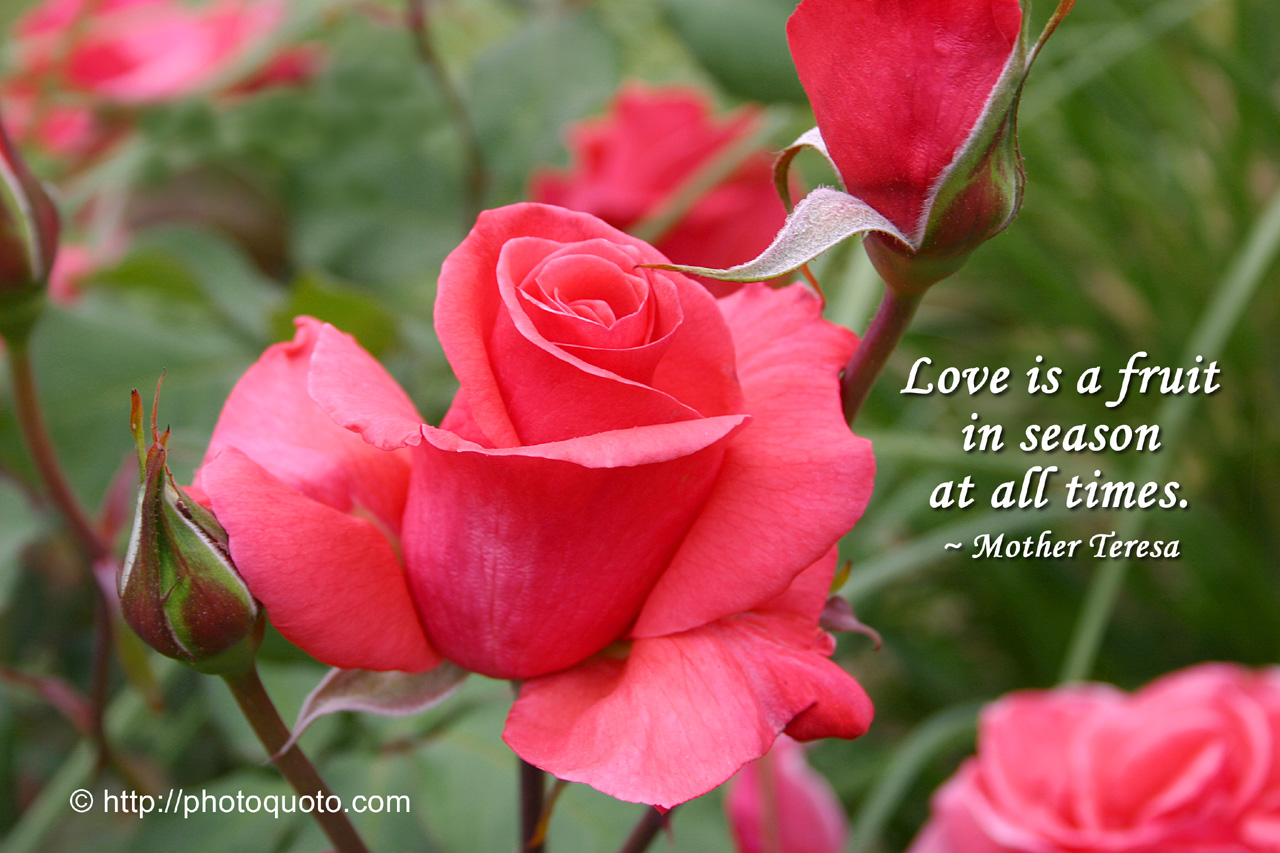 Mother Teresa Wallpaper