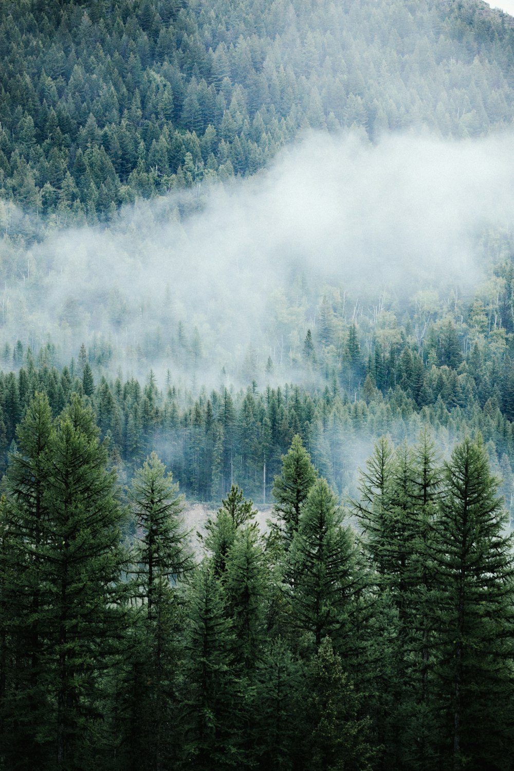 Foggy Forest Picture Stunning