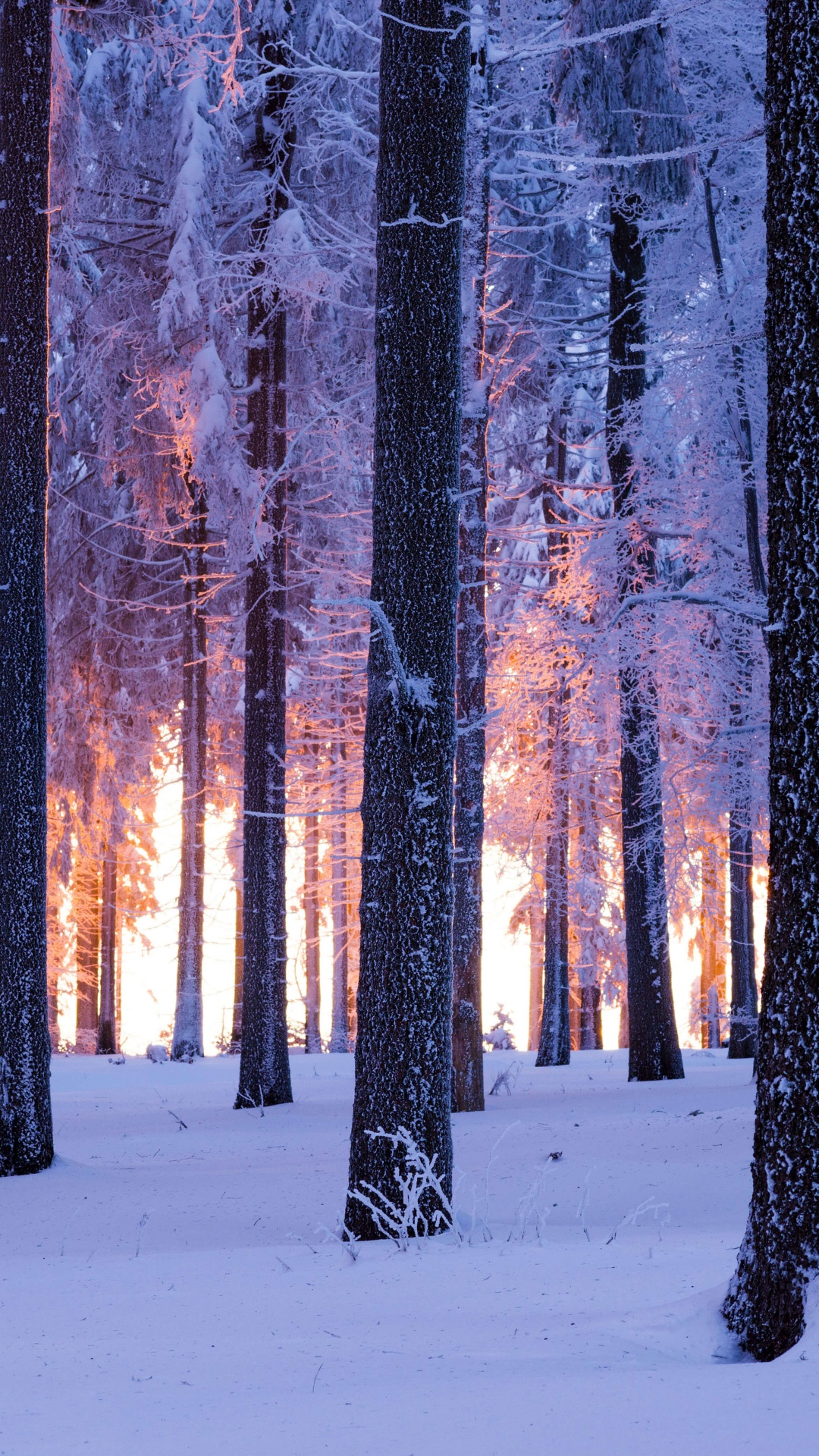 Forest Wallpaper 4K, Winter, Snowy