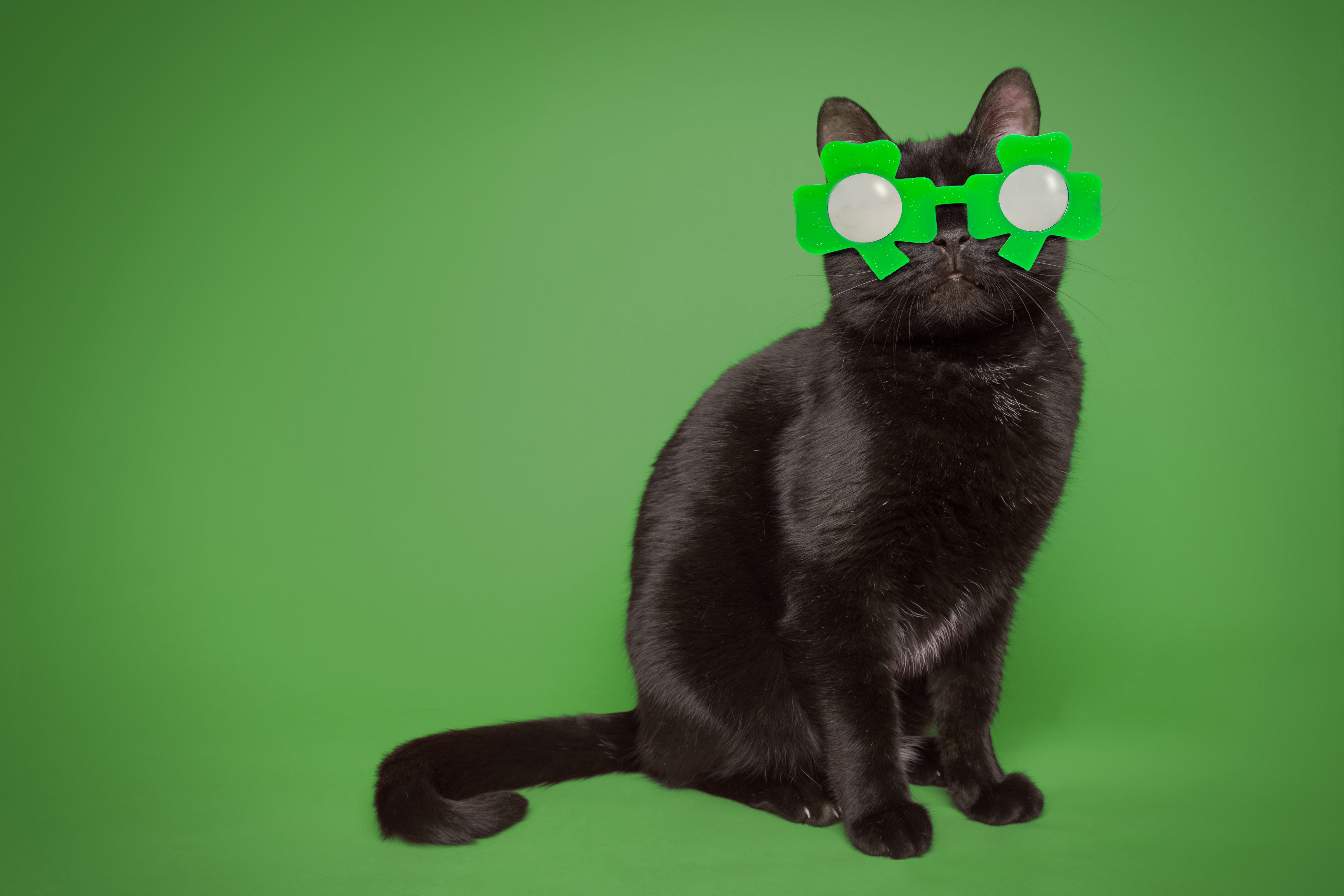 Cute Cats Who Are Going Green PICTURES