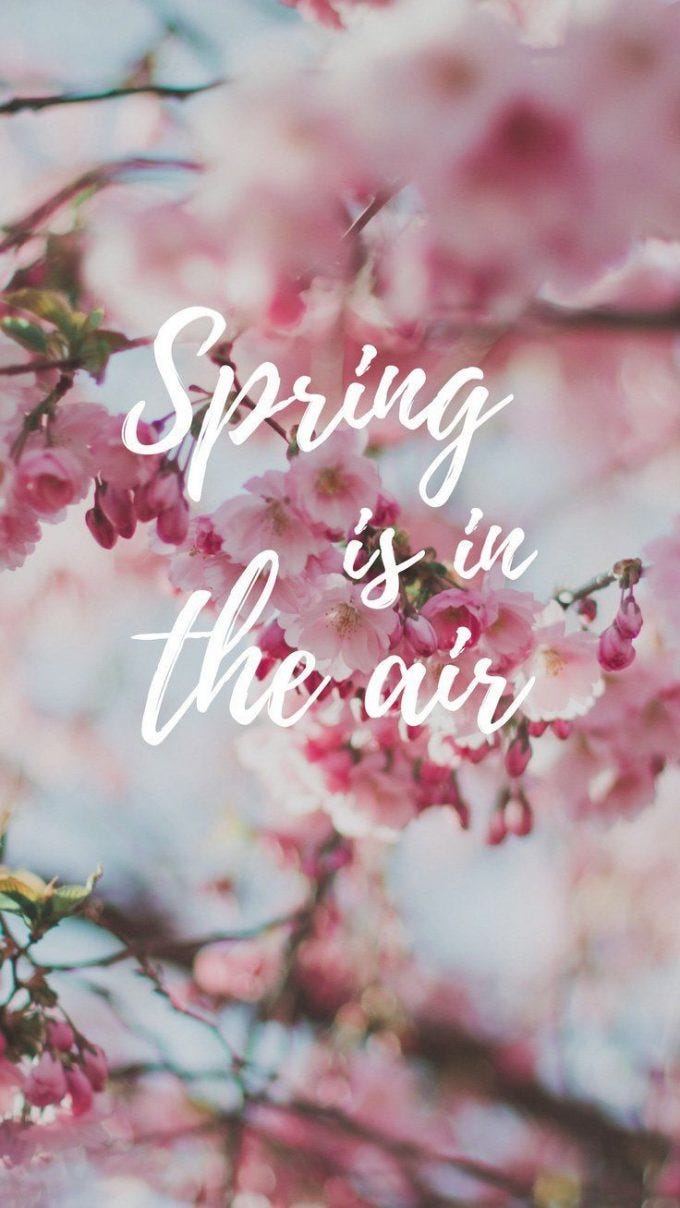 Aesthetic Spring Blossom Wallpaper