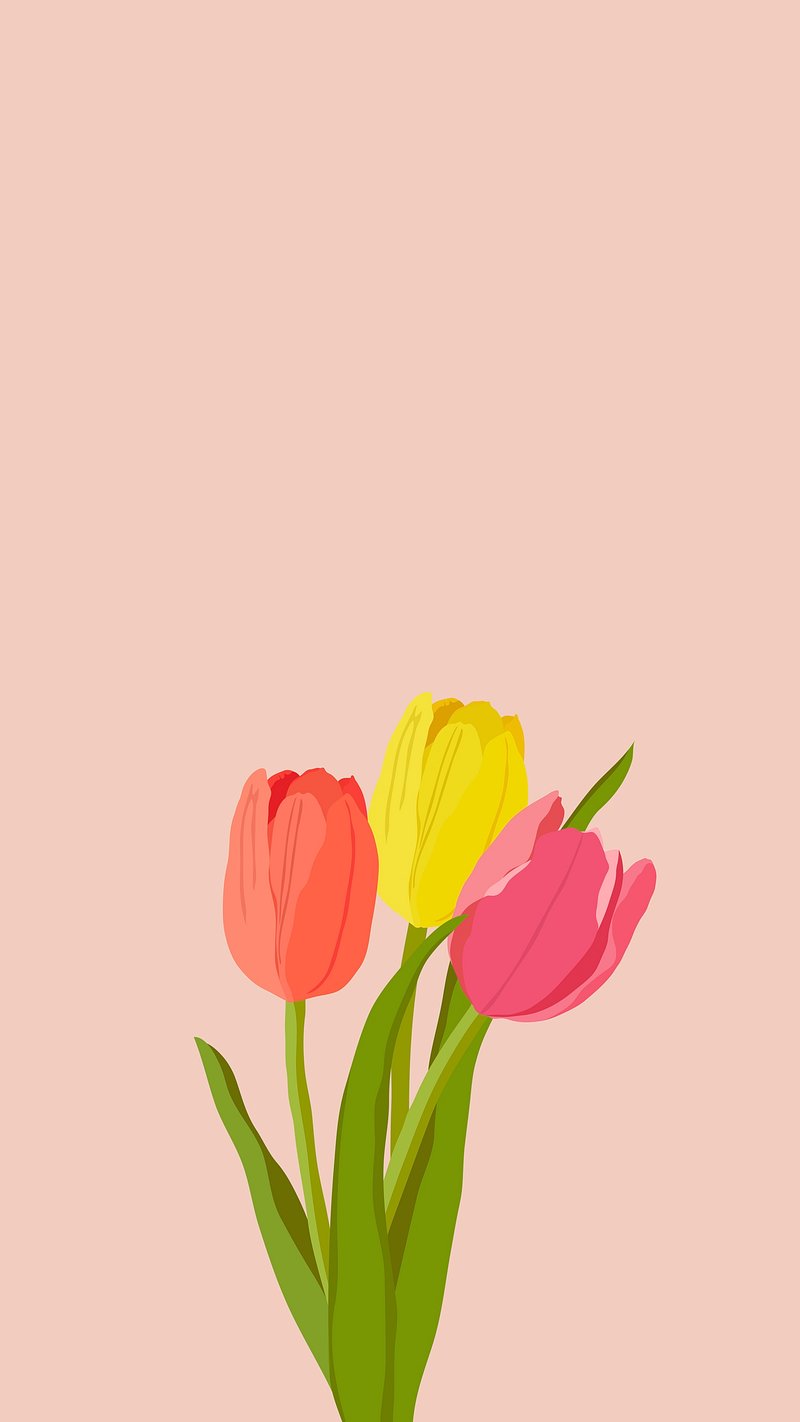 Colorful tulips phone wallpaper, pink