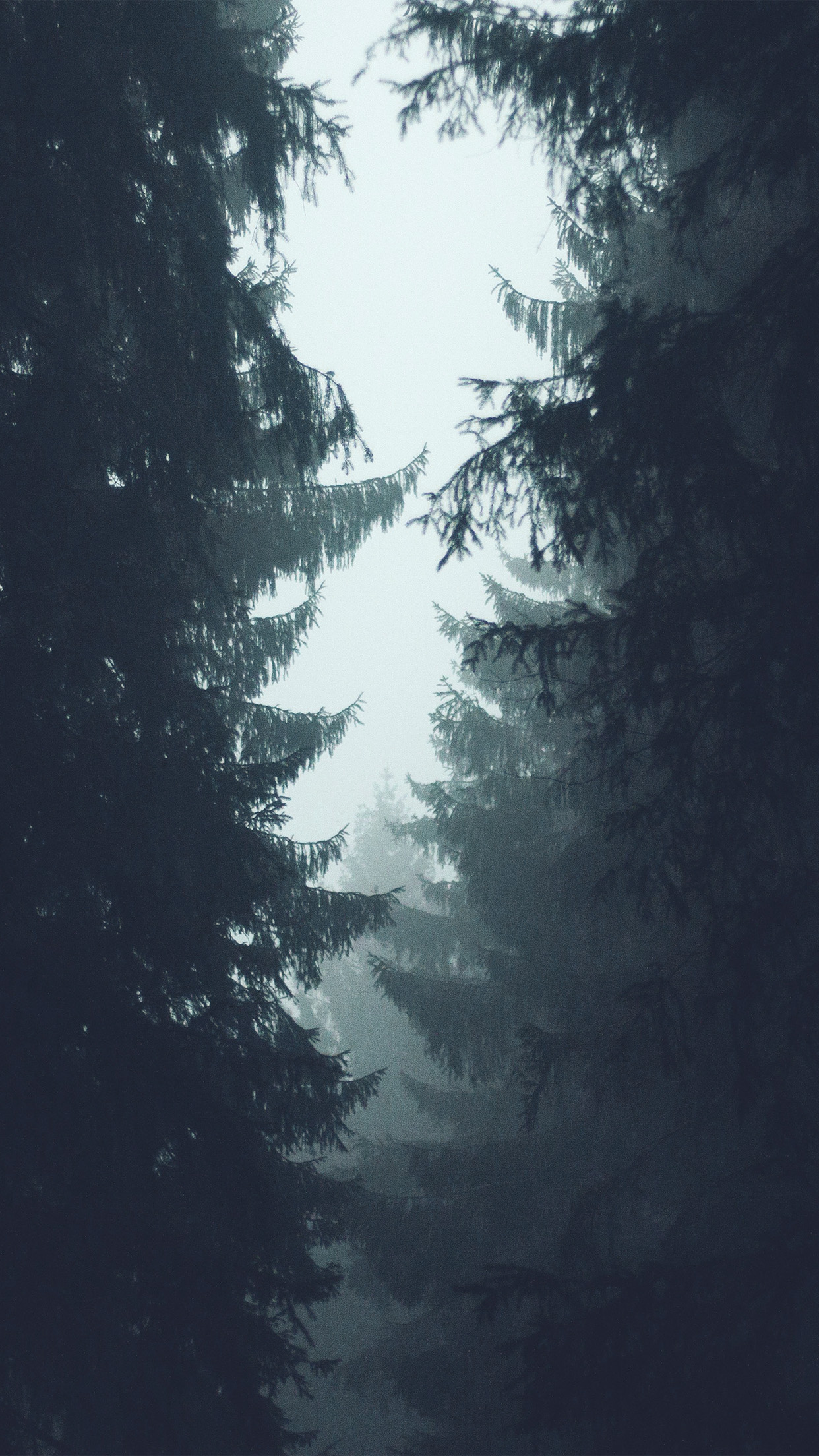 Wood Tree Simple Nature Blue Wallpaper