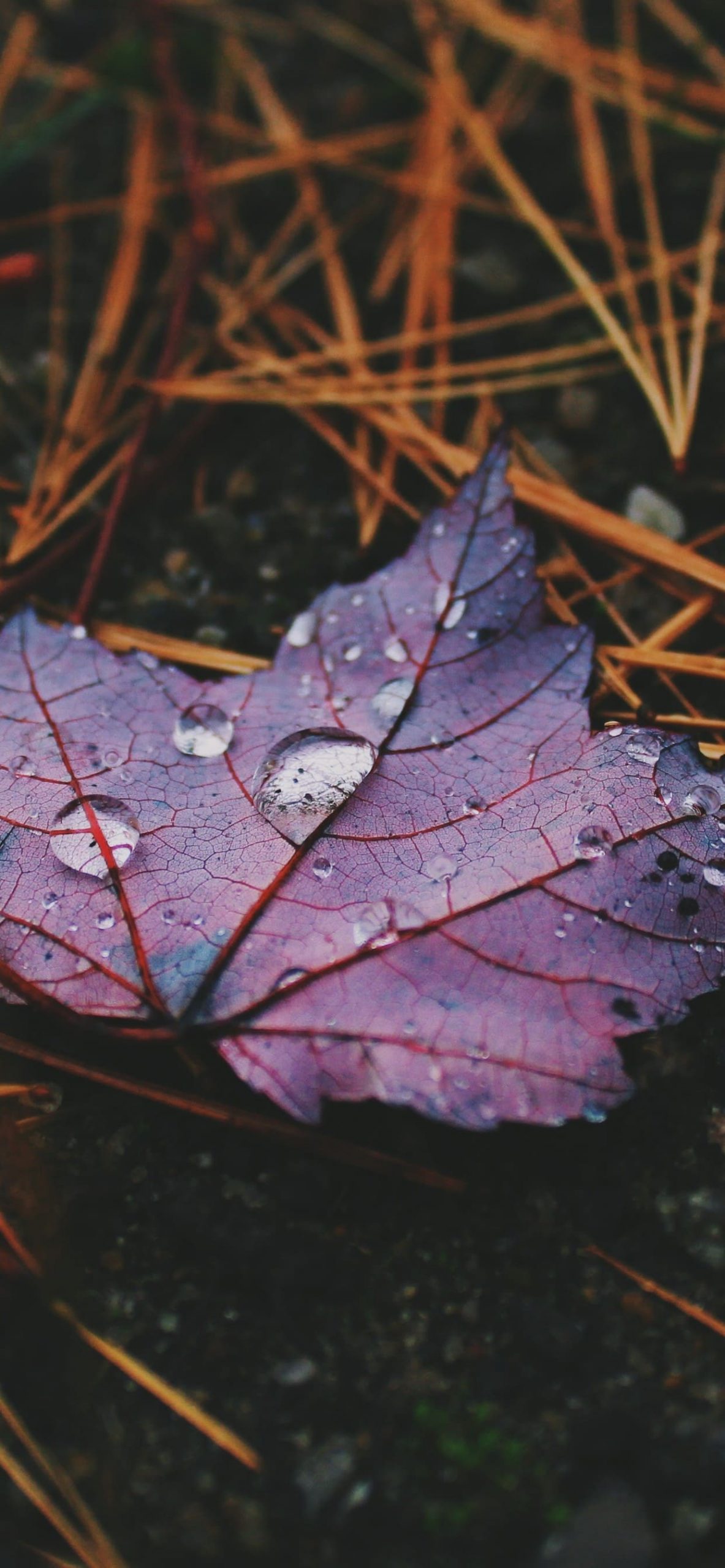 Nature Wallpaper: Best Nature