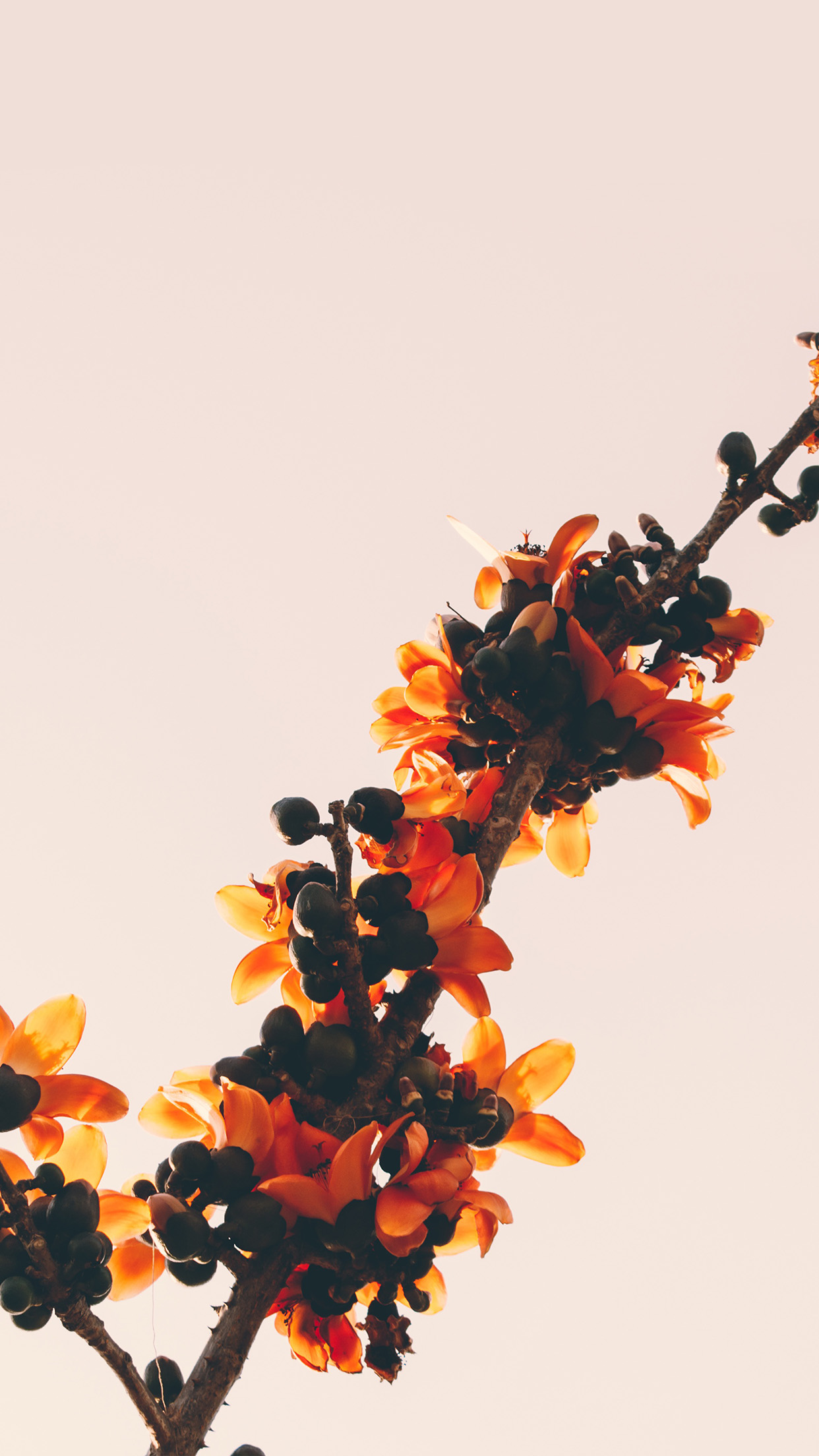 Flower Tree Red Nature Simple