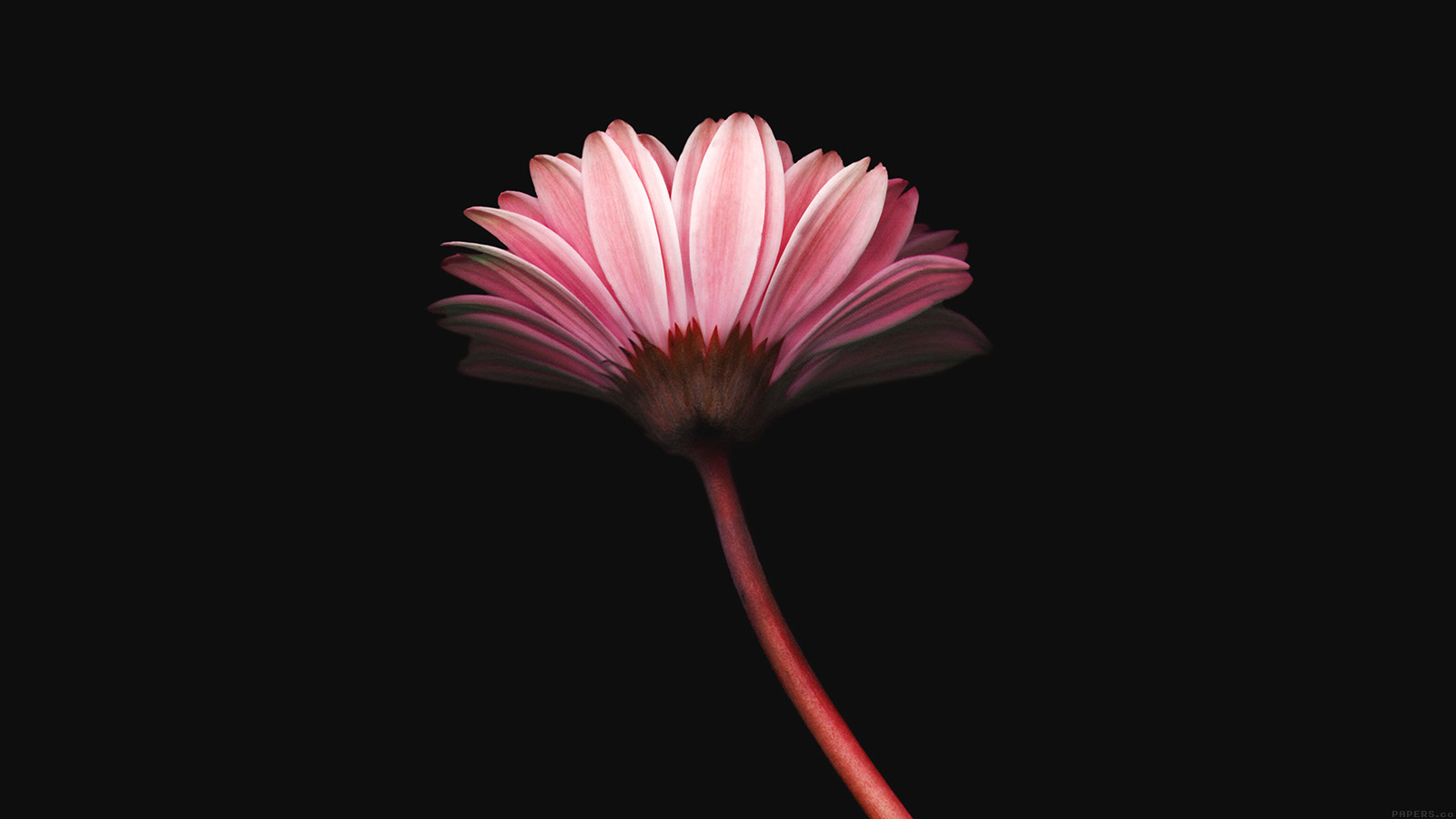 I Love Papers. lonely flower dark
