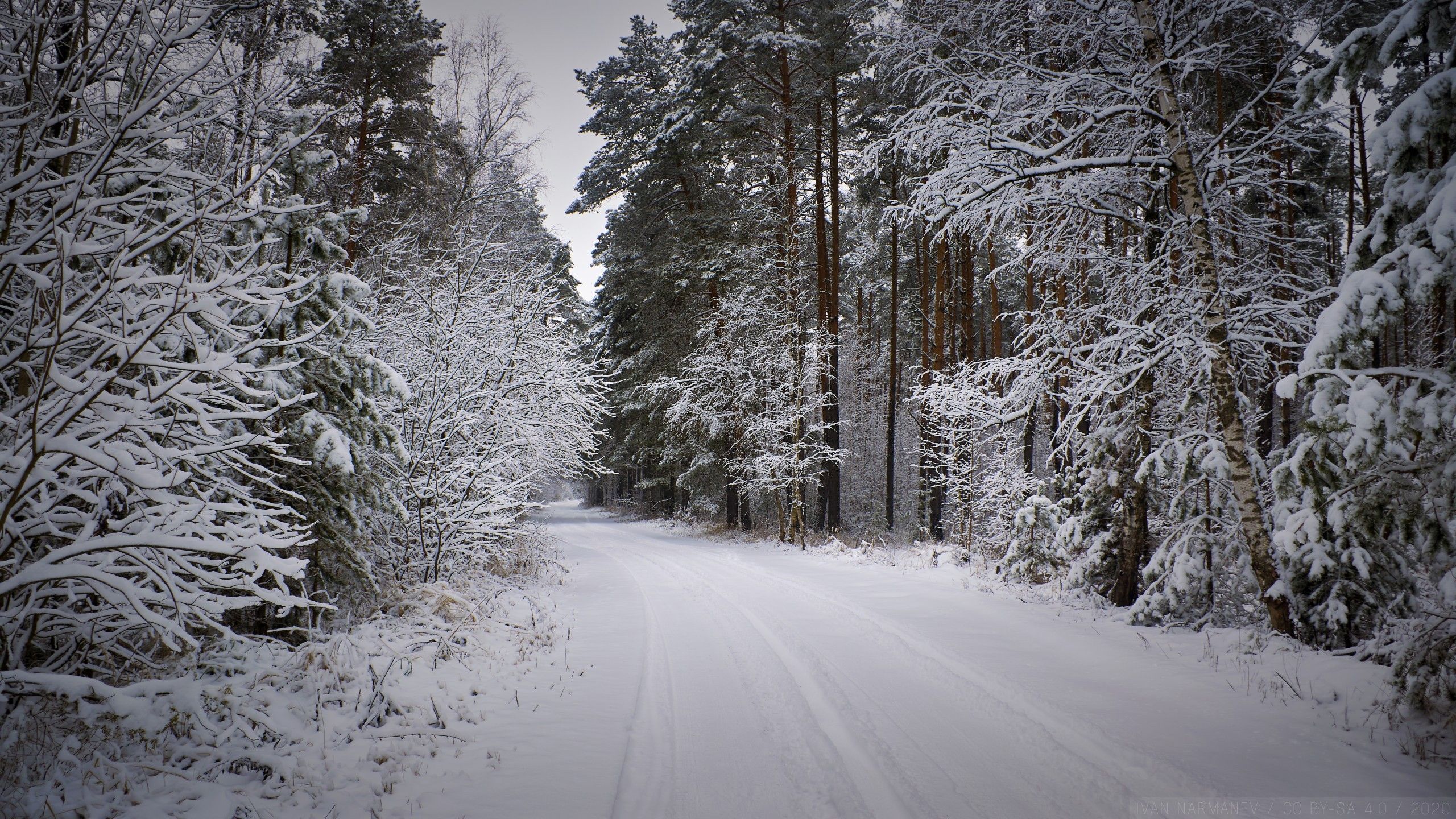 Snowy forest, Winter wallpaper, Forest path
