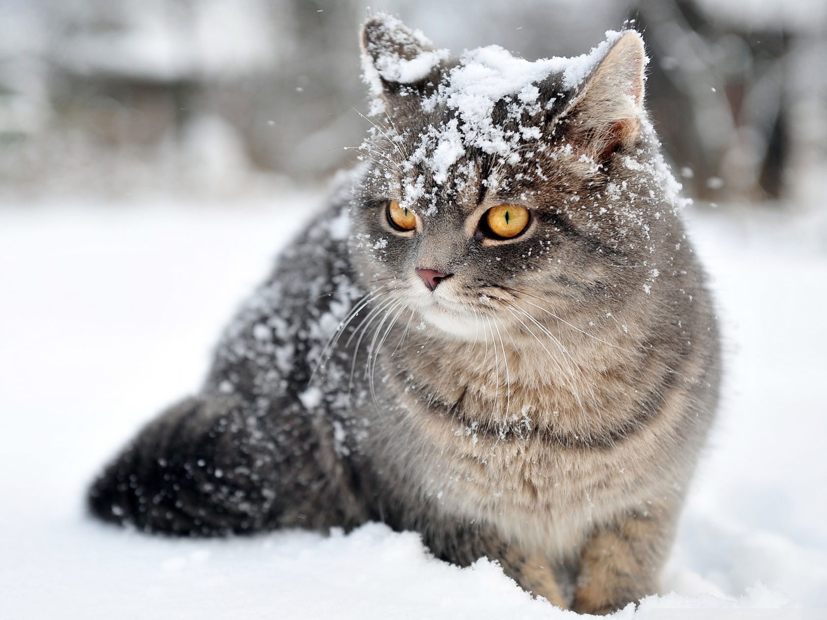 Cat Winter Ultra HD Desktop Background