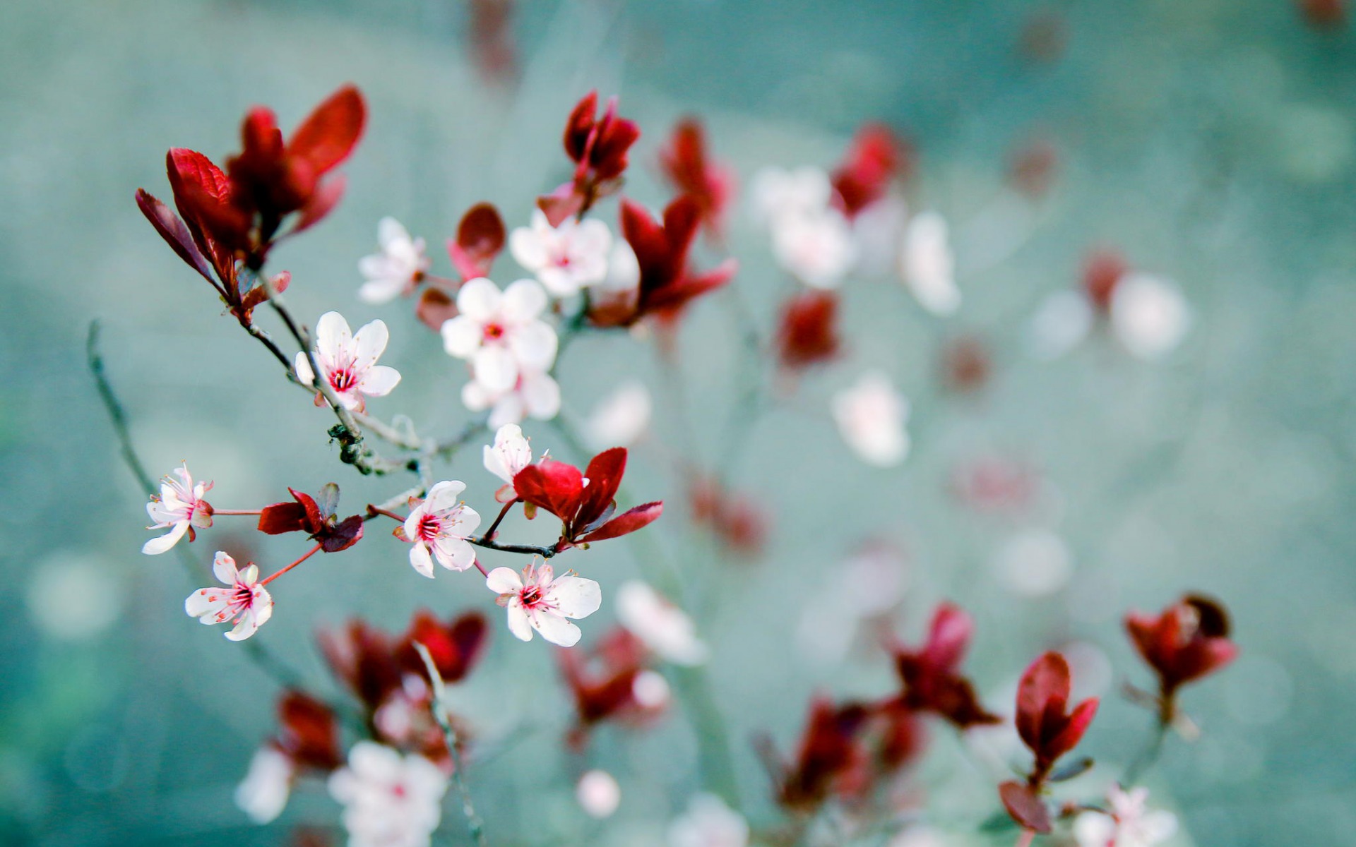 Nature Blossom HD Wallpaper