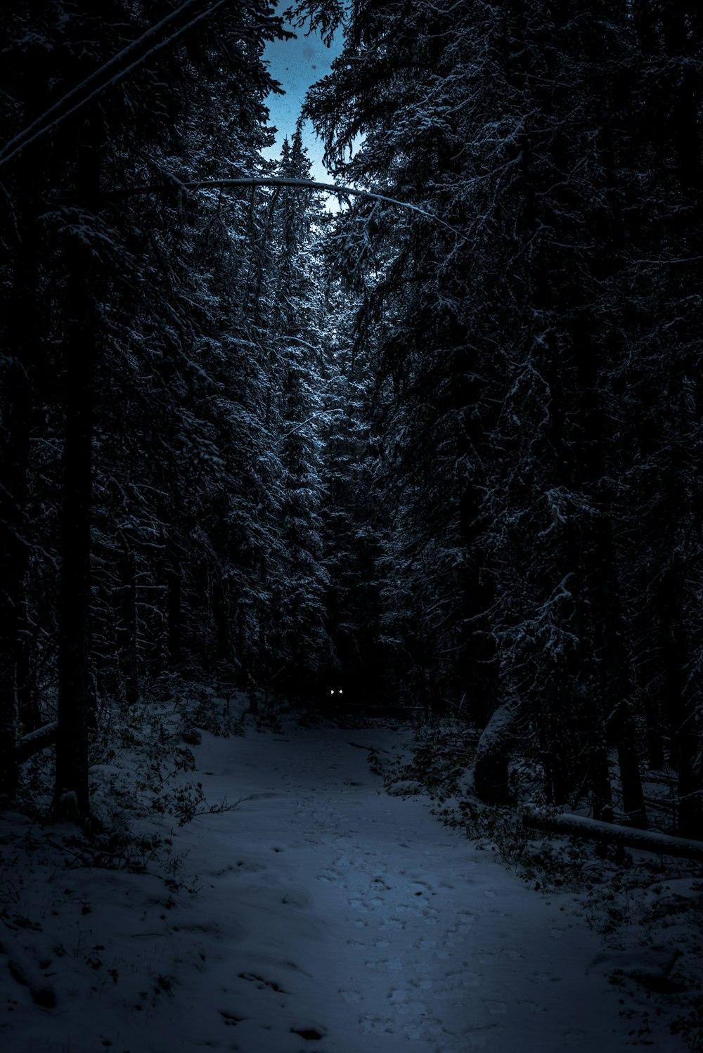 Dark Forest Picture HD
