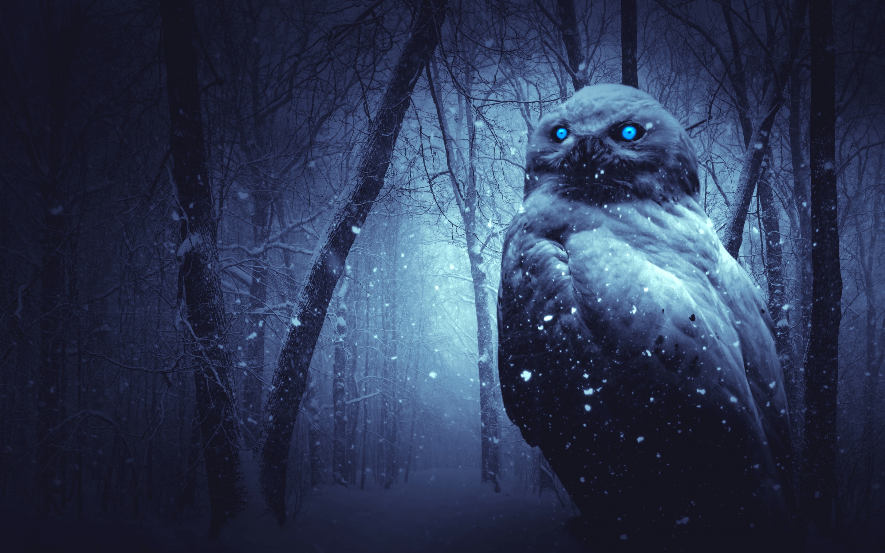Owl Wallpaper 4K, Forest, Winter, Dark, Night