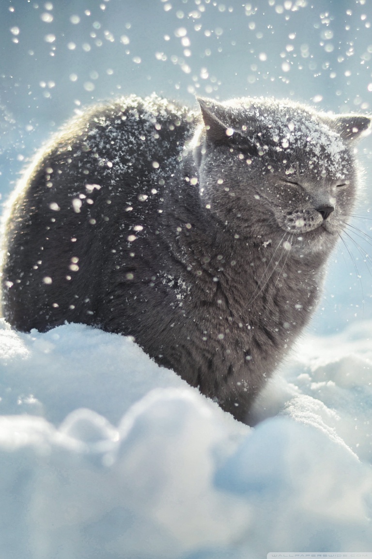 Winter Cat Ultra HD Desktop Background