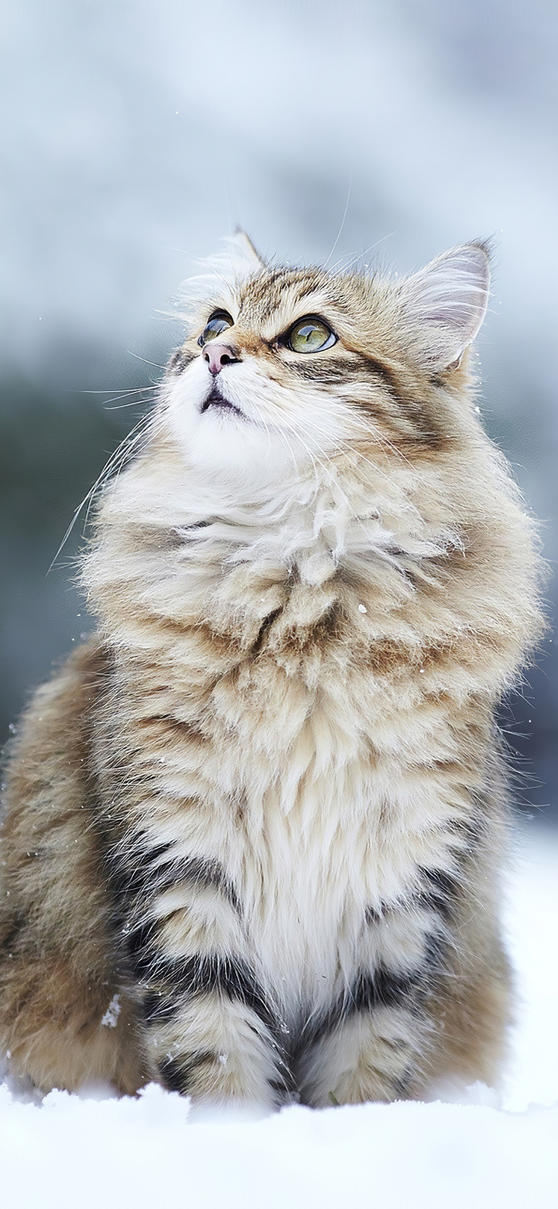 Cat In Winter iPhone XS